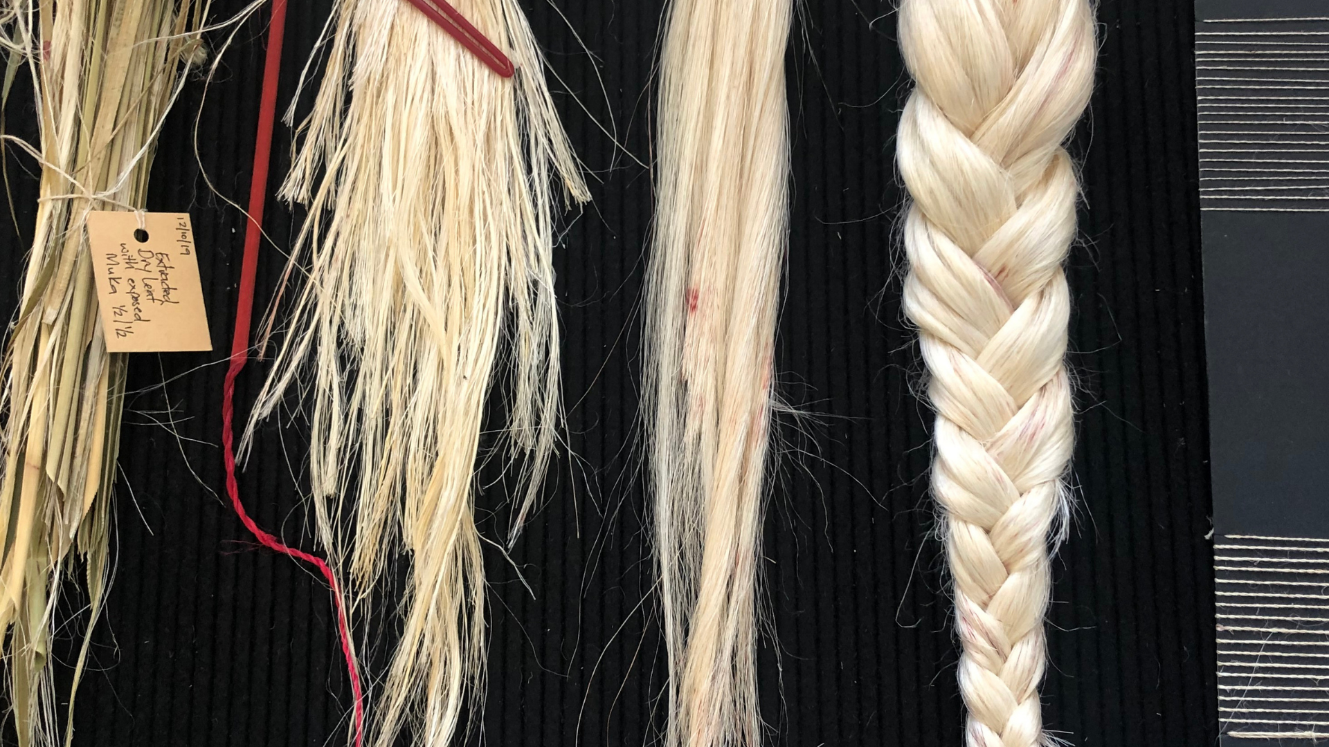 Muka fibre processing stages from harakeke leaf to yarn thread, showcasing traditional Māori weaving techniques and natural fibre production.