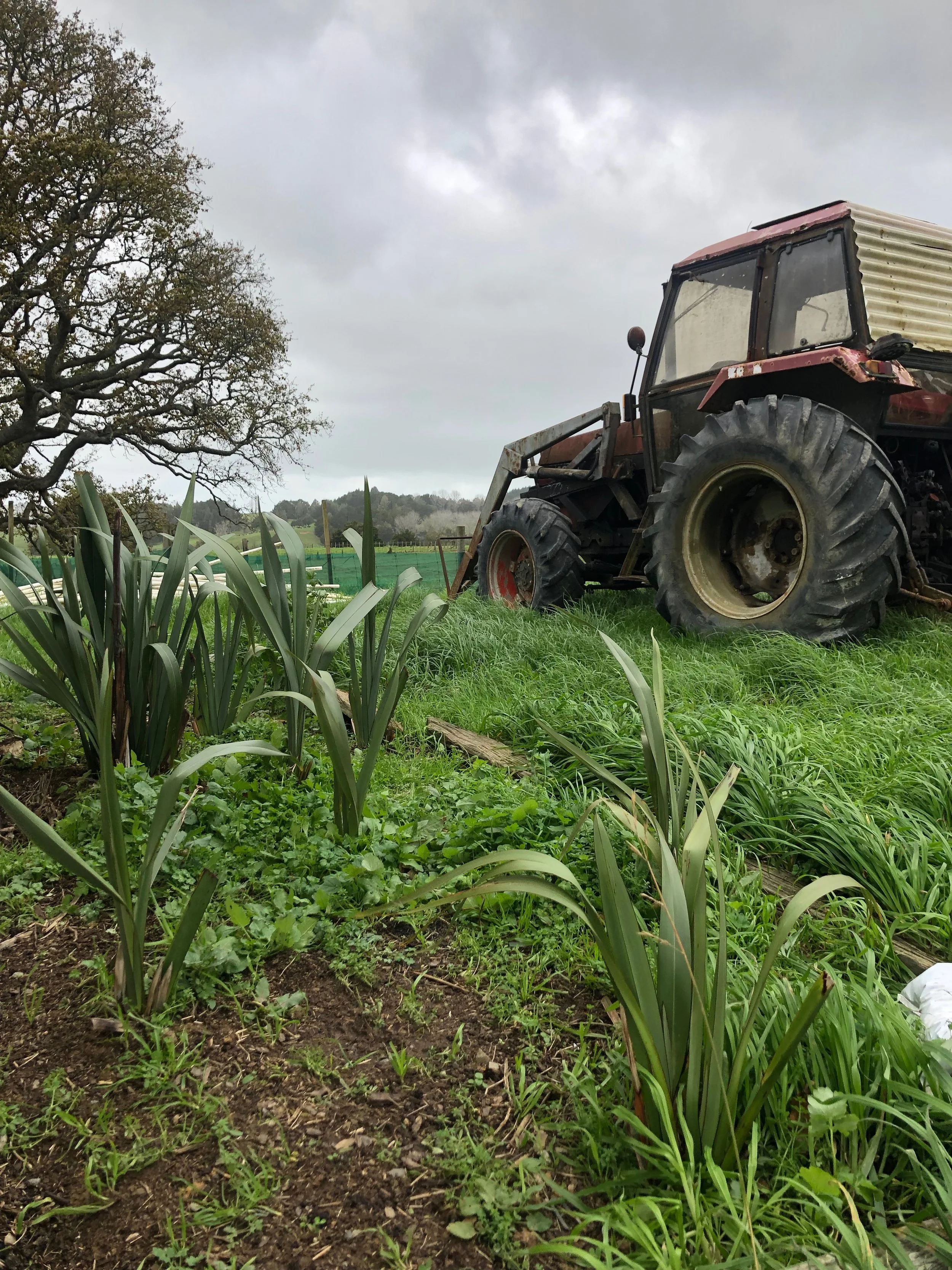Harakeke flax cultivation in early growth stage on New Zealand farm, with tractor in background, showcasing sustainable fibre agriculture and crop development.