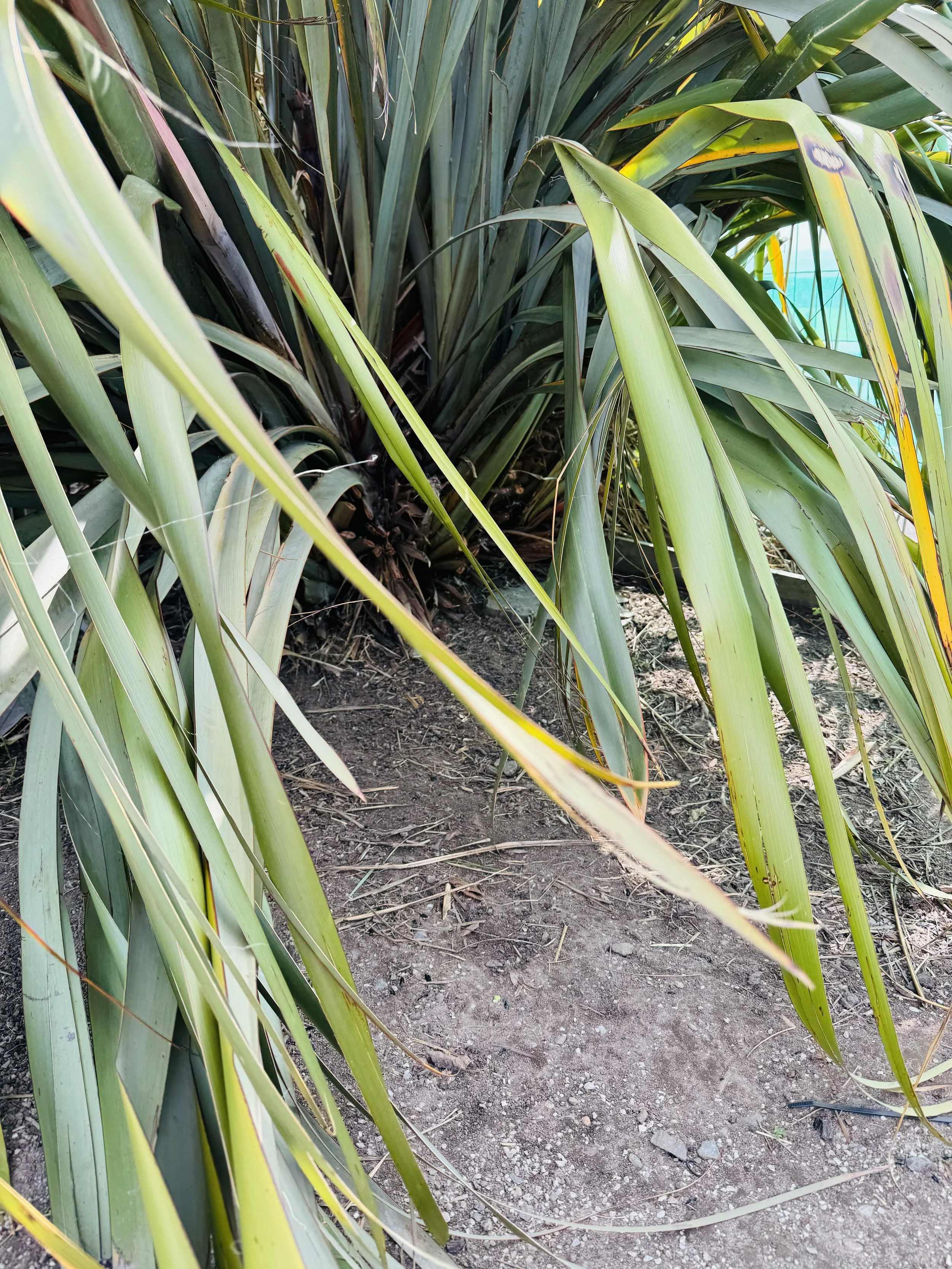 Native harakeke plants contributing to sustainable land use and ecological restoration in New Zealand.