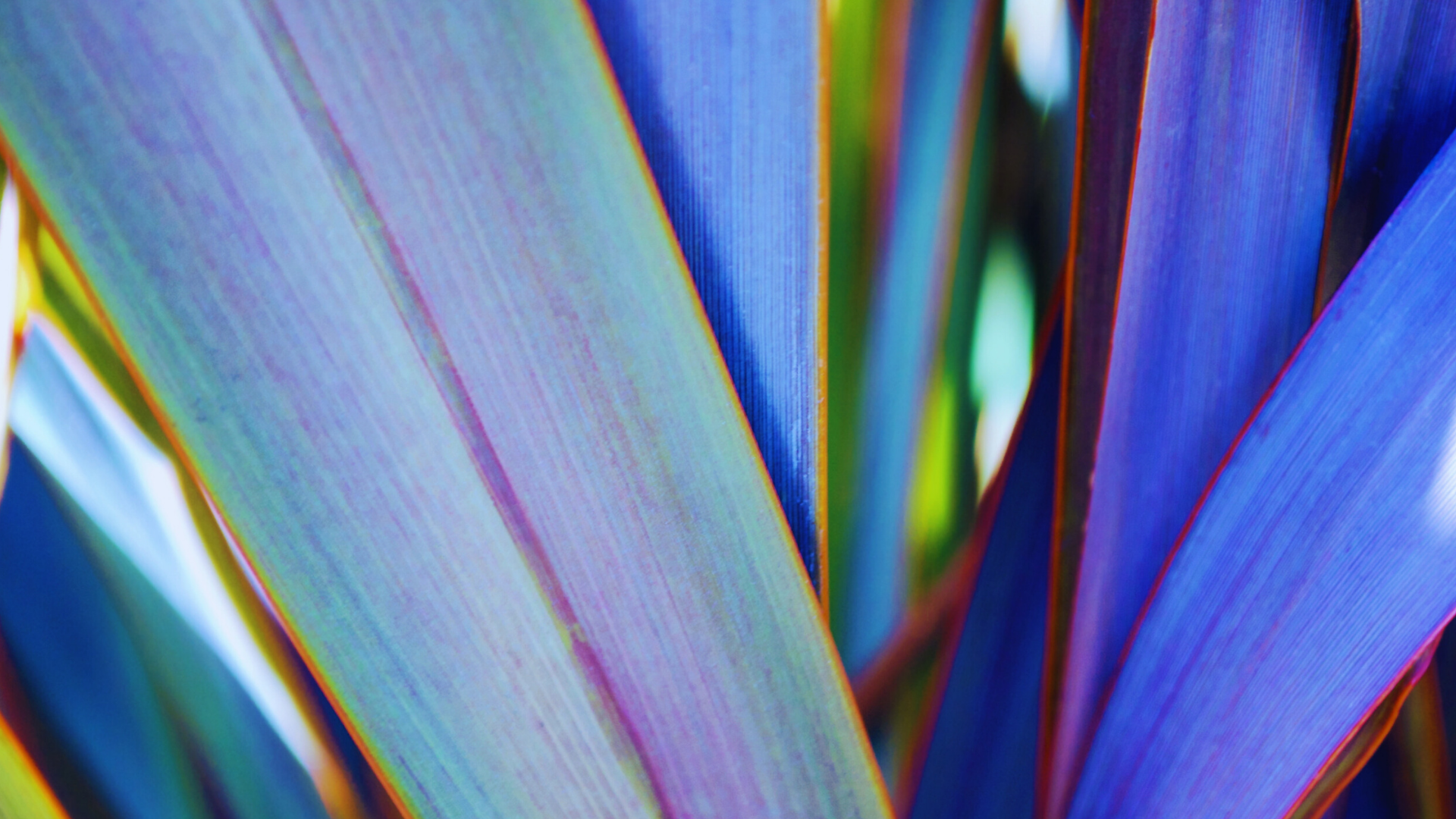Close up with special variety of Harakeke leaves magnifying the rich purple hue.