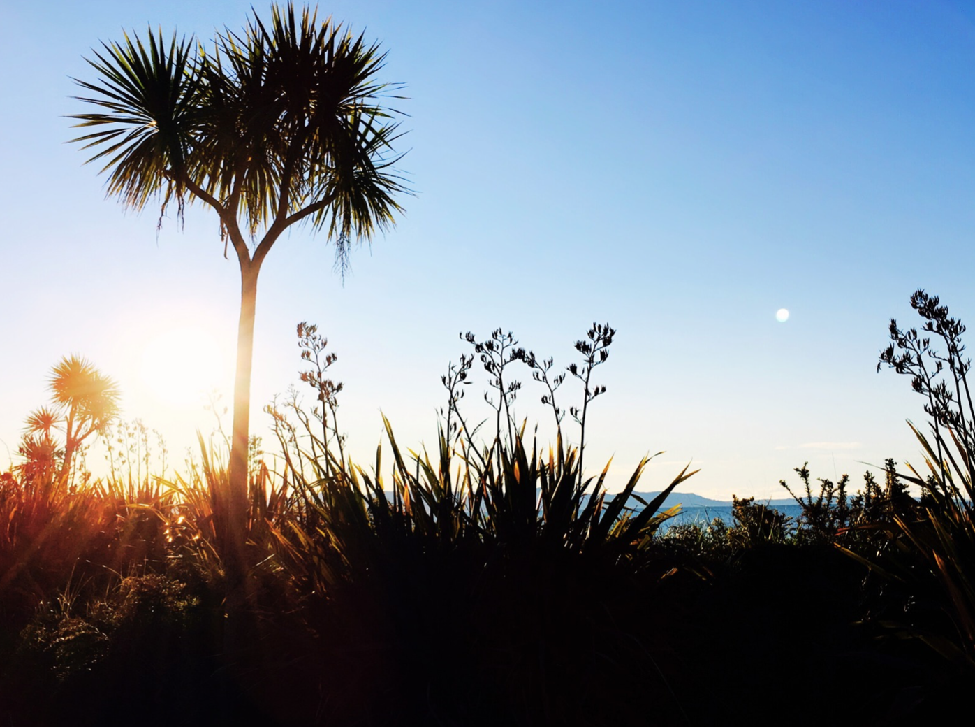 Tī kōuka trees and harakeke growing in coastal landscape Aotearoa New Zealand