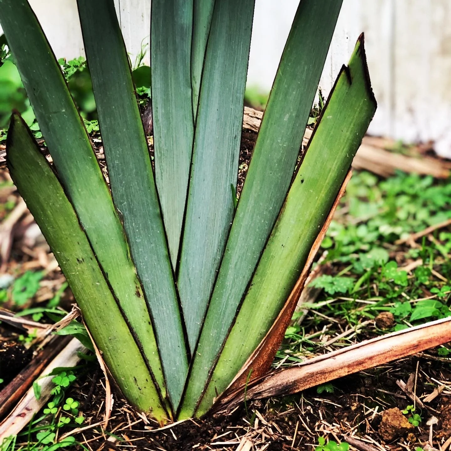 Harakeke fans symbolising mātauranga and the intergenerational sharing of cultural knowledge and tradition.