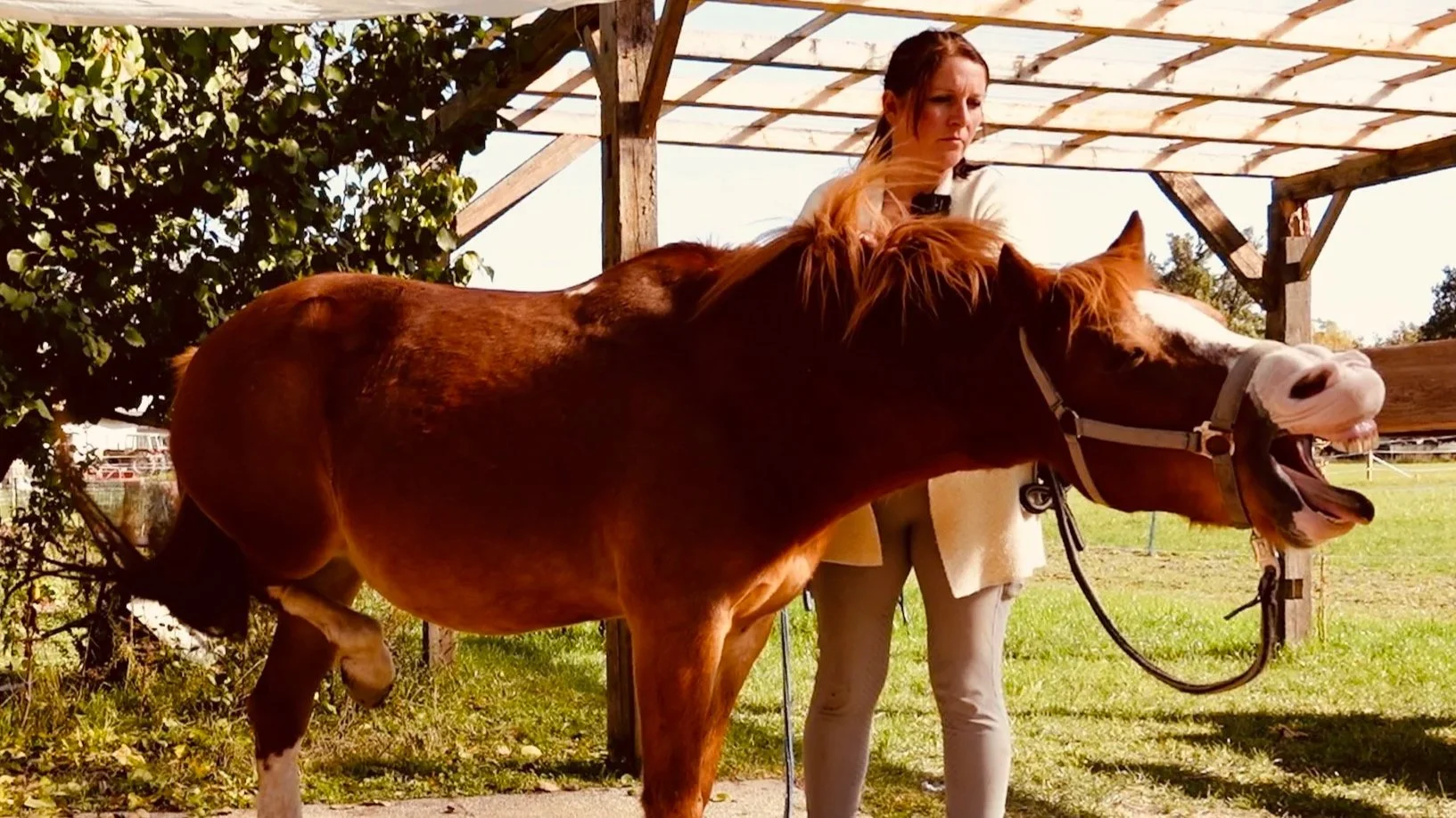 Wer hilft wann? Tiermassage, Bewegungstraining, Osteopathie &amp; Chiropraktik erklärt