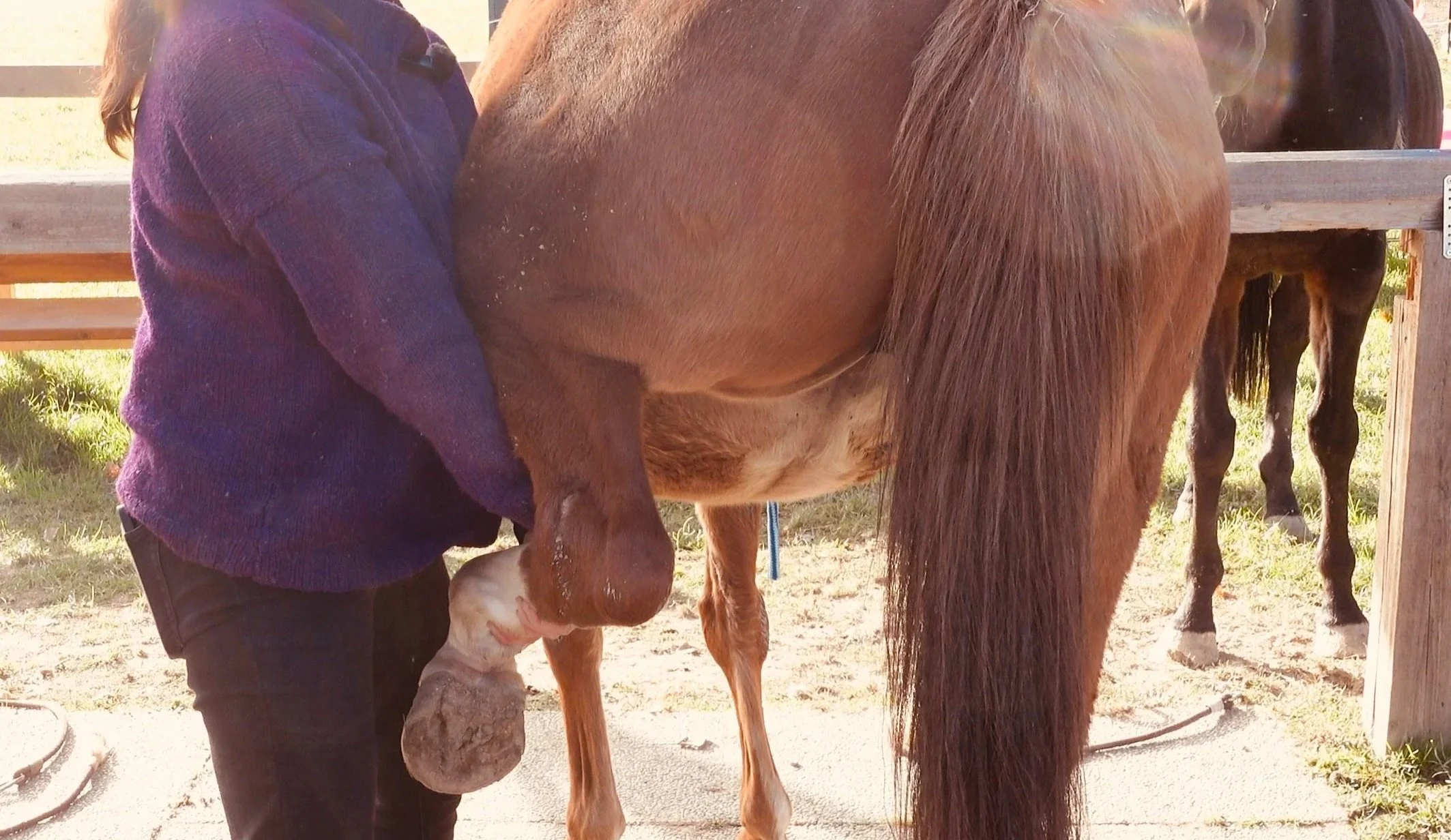Nadja bei der Funktionsprüfung des Hinterbeins bei Holly