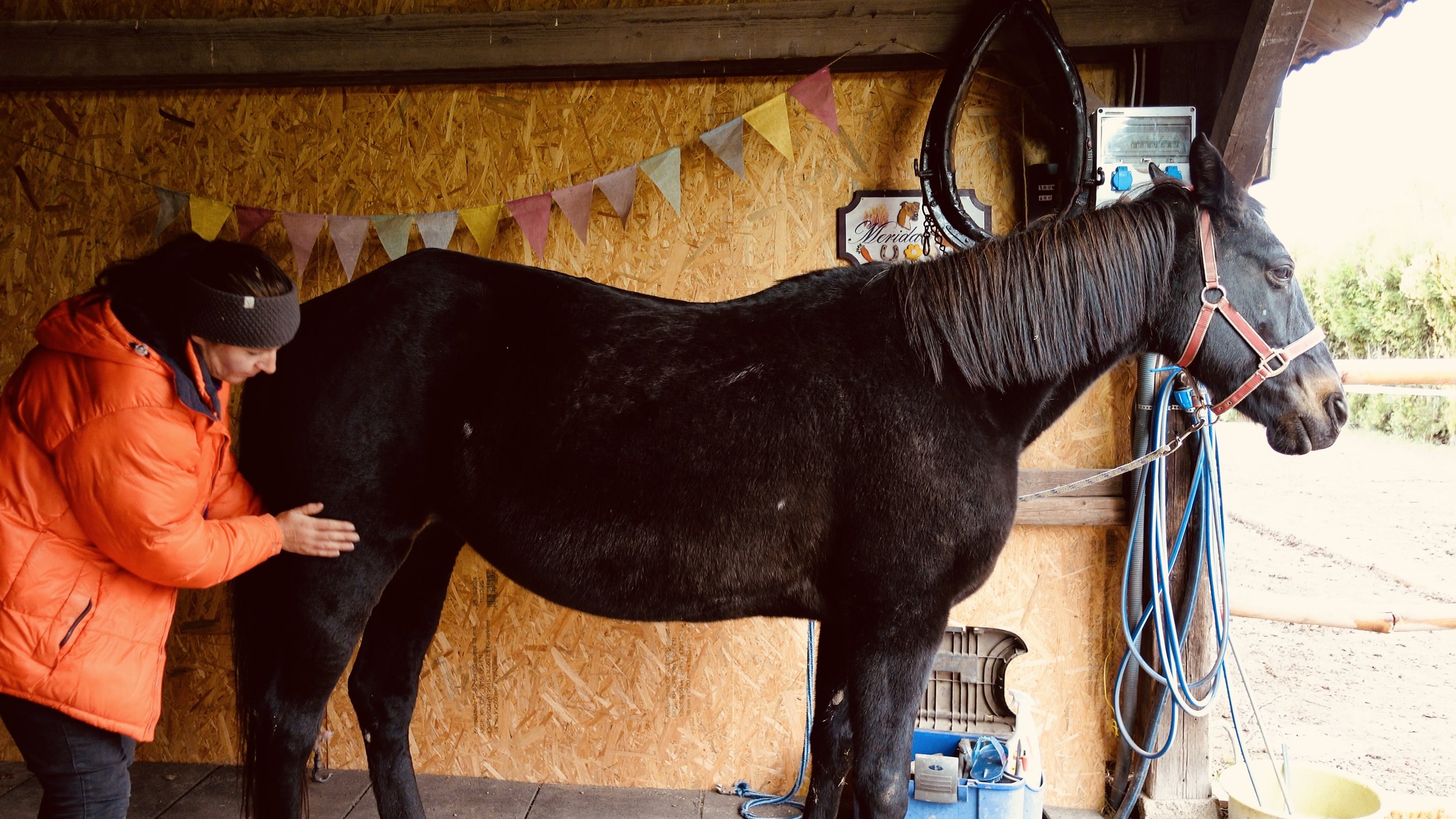 Trageerschöpfung beim Pferd: Wenn das System „Rumpfträger“ kollabiert