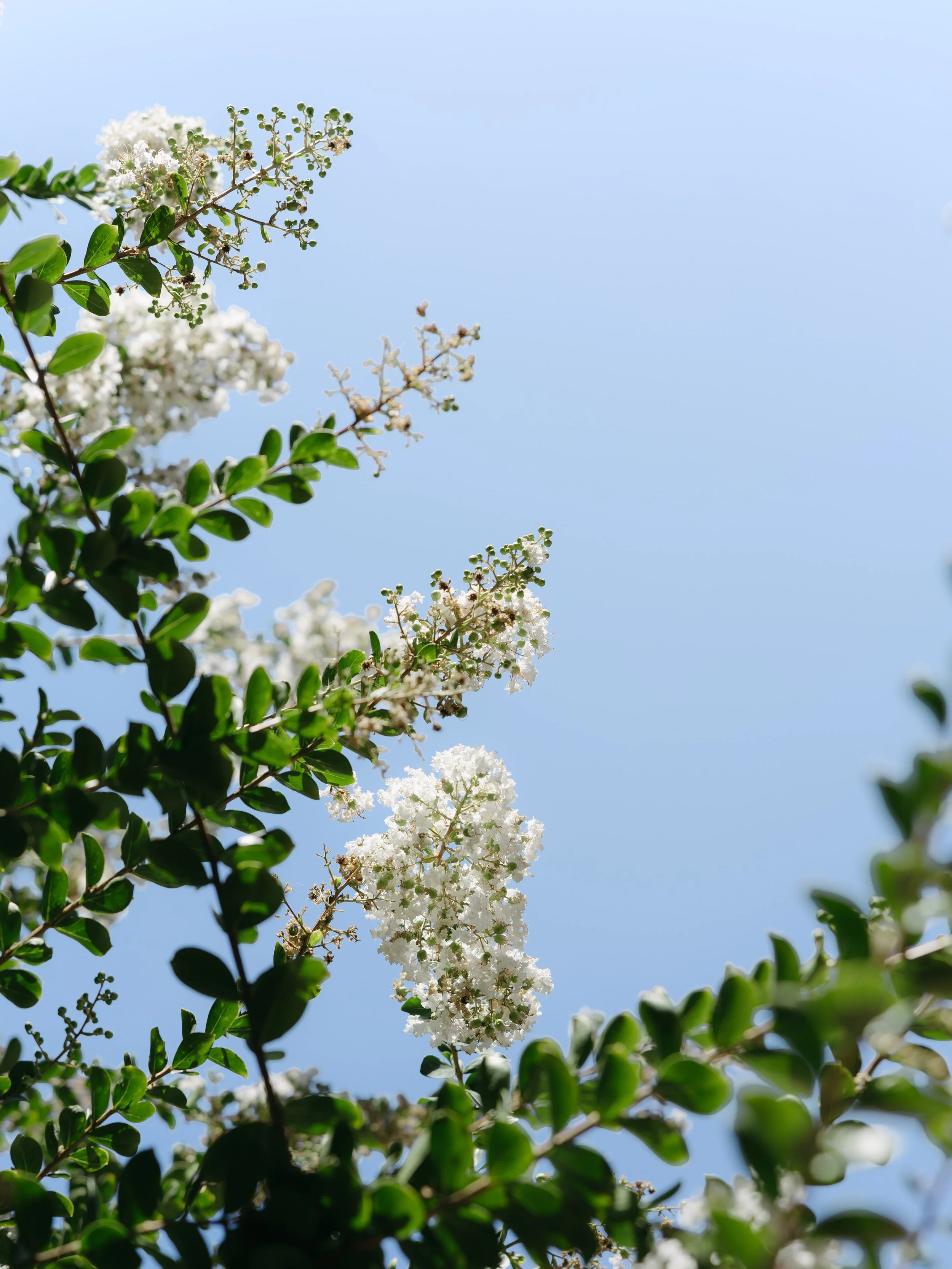 Branches of a flowering tree with white blossoms and glossy green leaves against a clear blue sky.