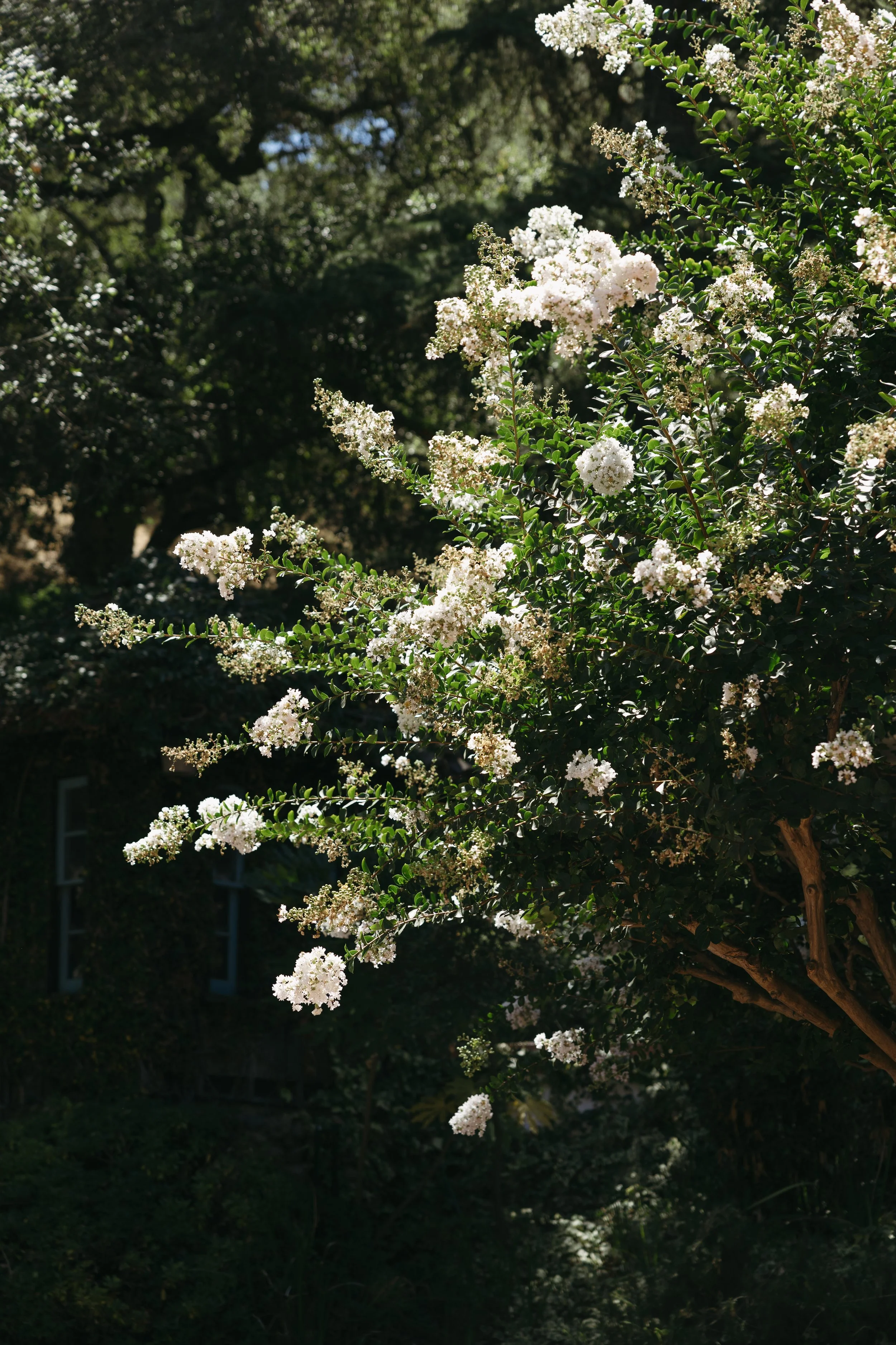 A flowering shrub with white blossoms in a garden, with some trees and greenery in the background.