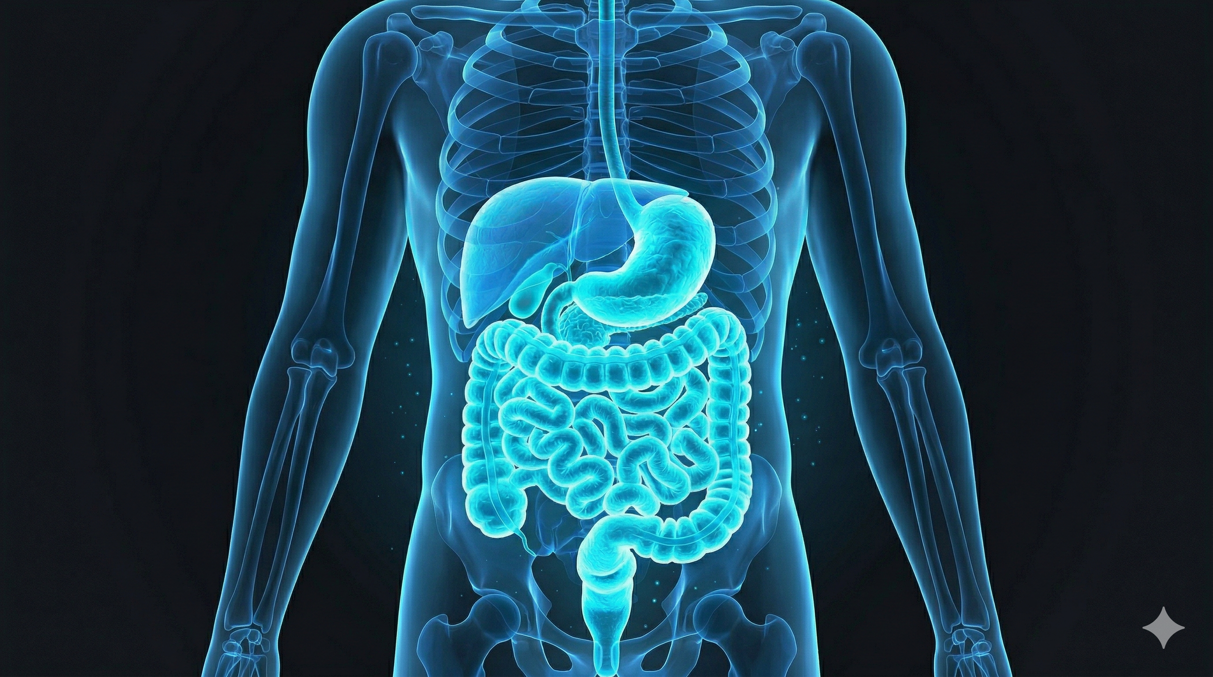 Digital illustration of human internal organs, including the stomach and intestines, in a transparent depiction of the human body.