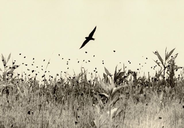 A bird flying above a field of tall grass and flowers with a flock of smaller birds in the background.