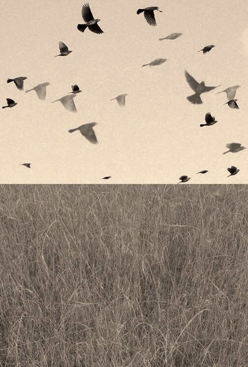 A field of tall grass with a flock of birds flying overhead against a clear sky.