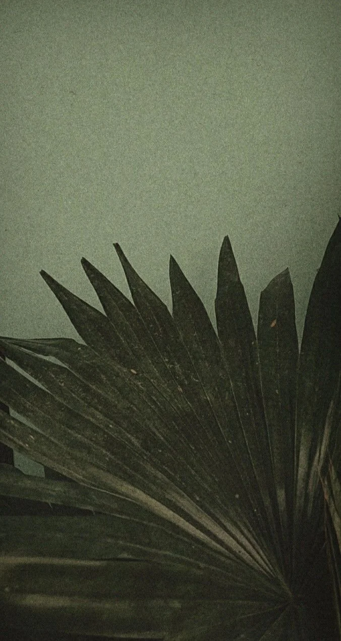Close-up of dark large palm leaves against a plain, light-colored background.