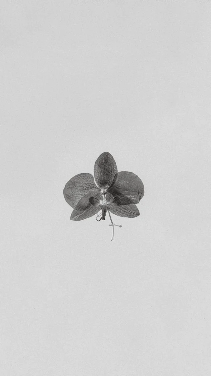 A black and white image of a dried, wilted flower, possibly a butterfly orchid, against a plain background.