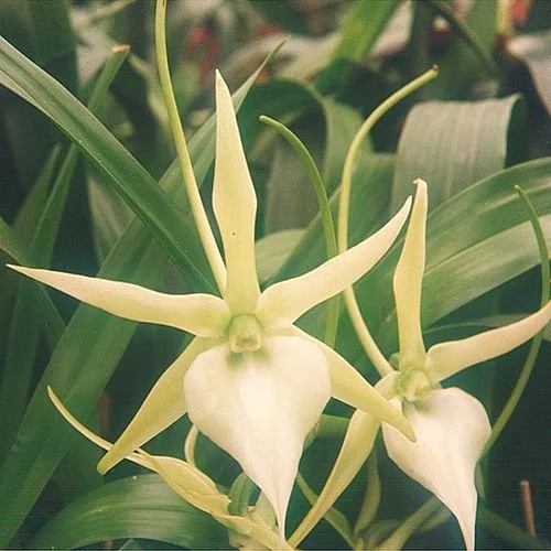 Angraecum sesquipedale- Larsen Twins Orchids