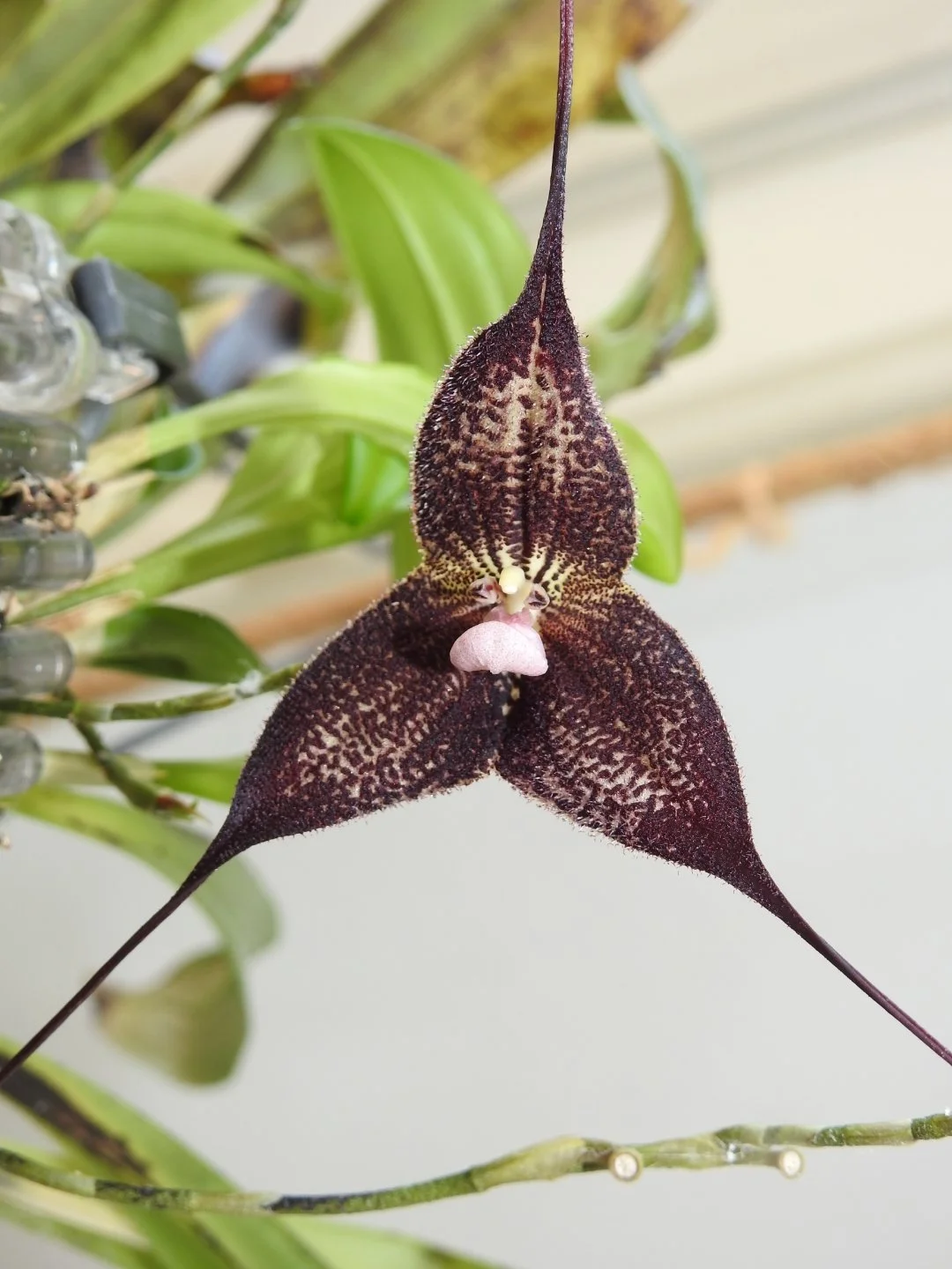 Physan 20-Should we use it?