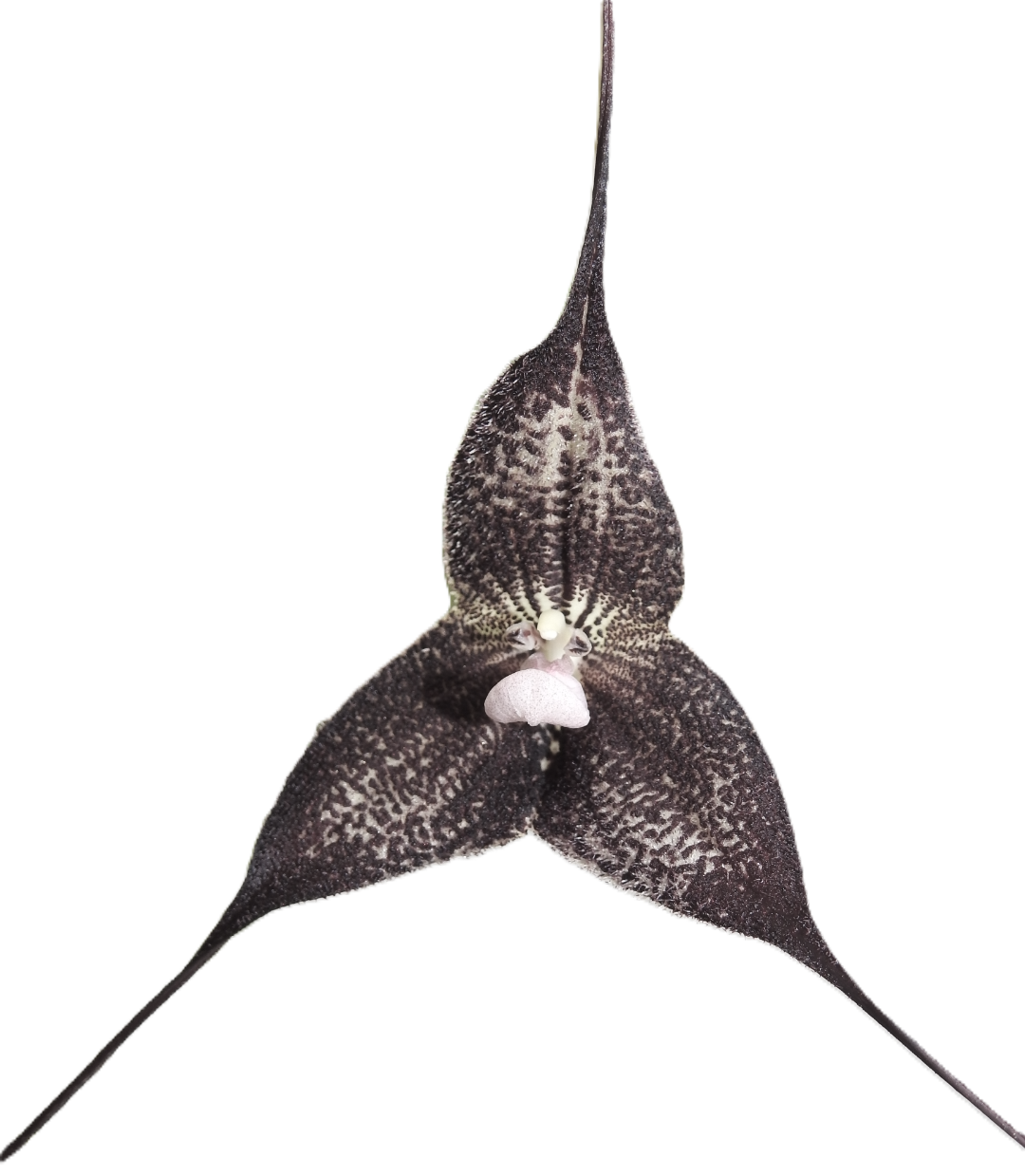 Why I do recommend superthrive- and products alike