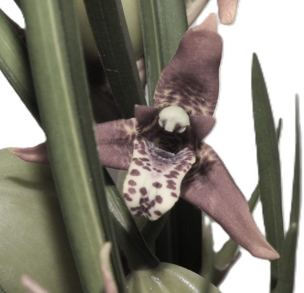 Physan 20-Should we use it?