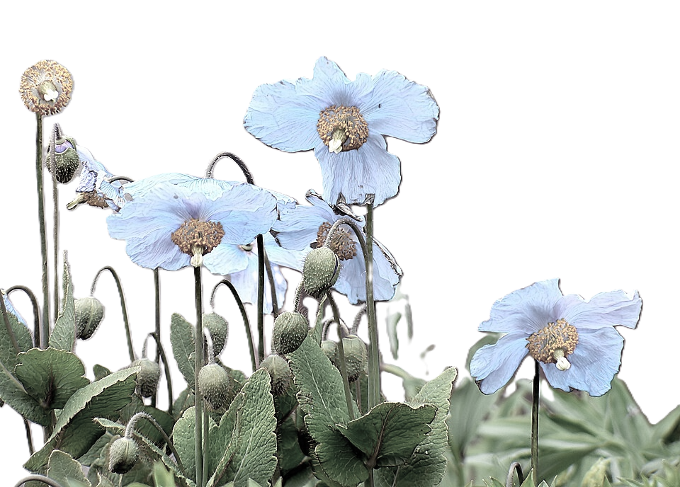 True Blue Flowers