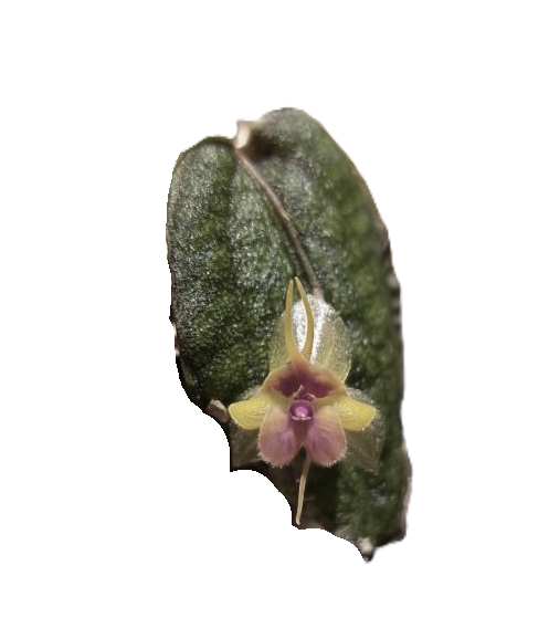 Why I say NO to systemic pesticides