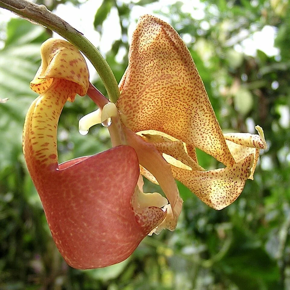 Coryanthes speciosa Nasser Halaweh