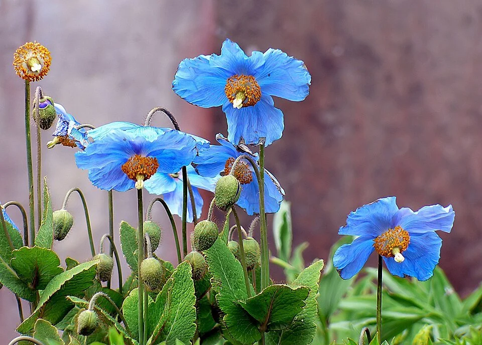 Himalayan Blue Poppy- Bernard Spragg NZ