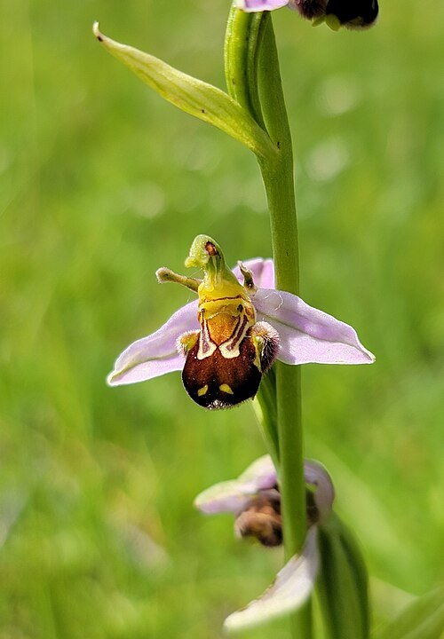 Ophrys apifera by Allefant