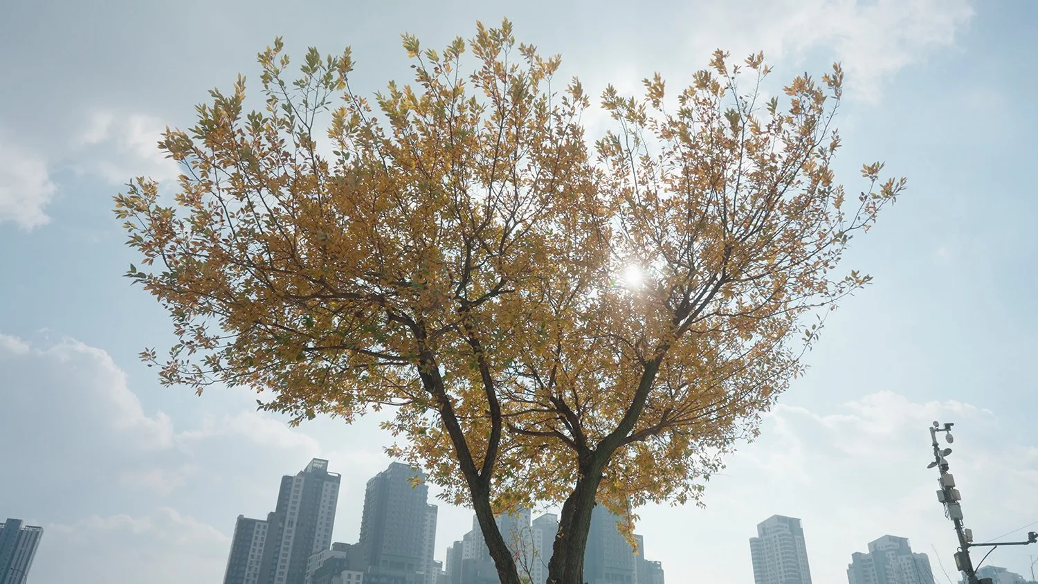 ThisIsSera - Seoul 4.jpg