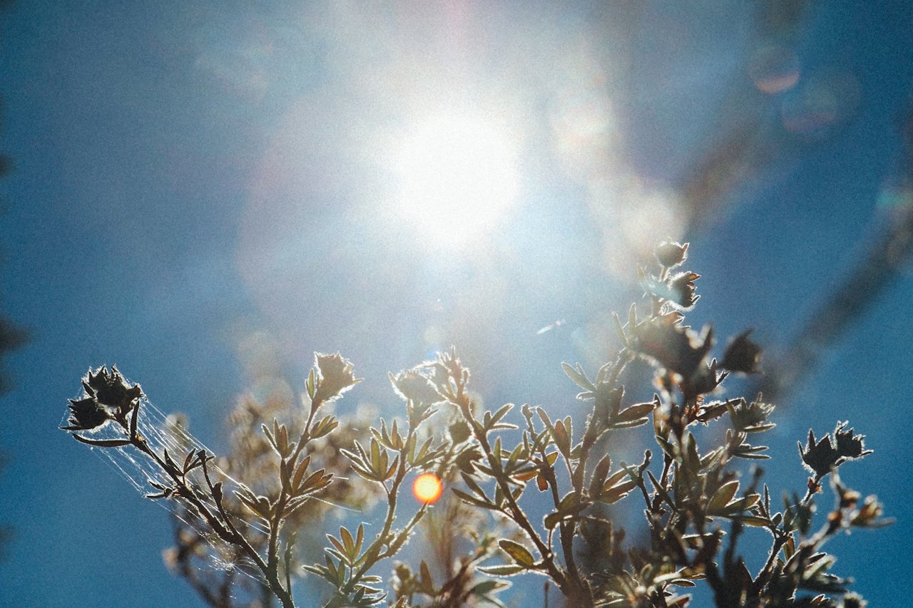 Close-up of a plant with spider webs, set against a bright sun in a clear blue sky.