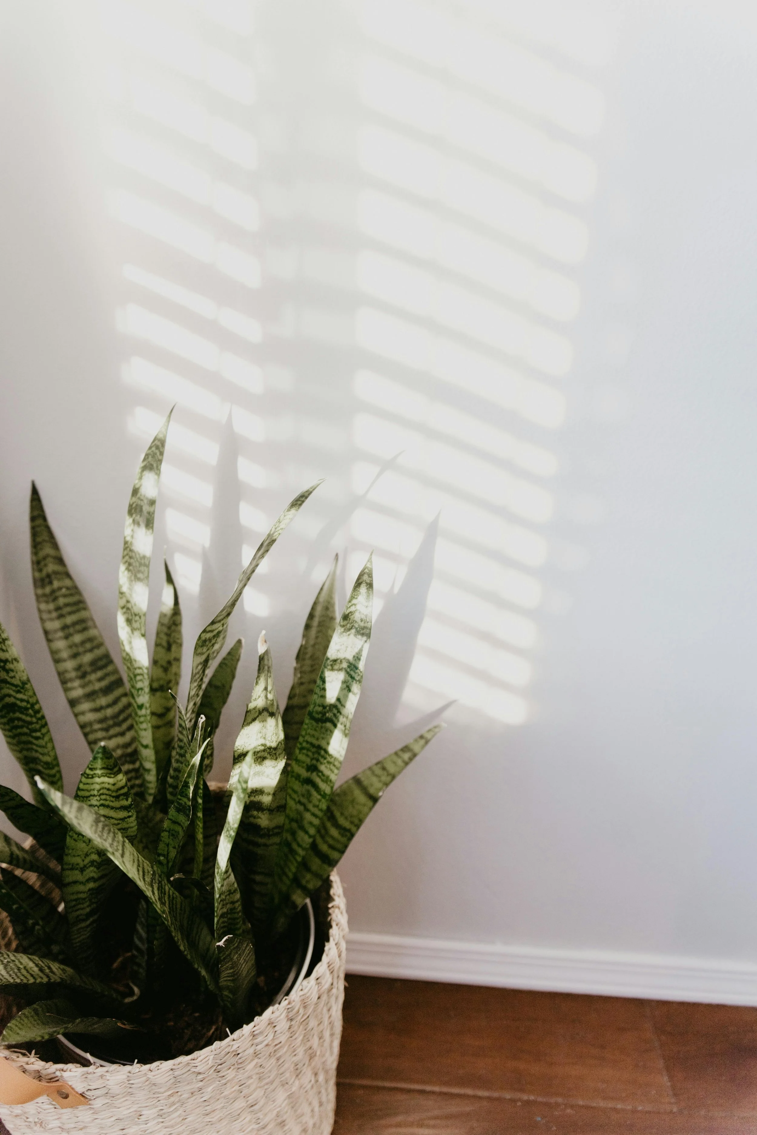 pexels-bentonphotocinema-7195696.jpg