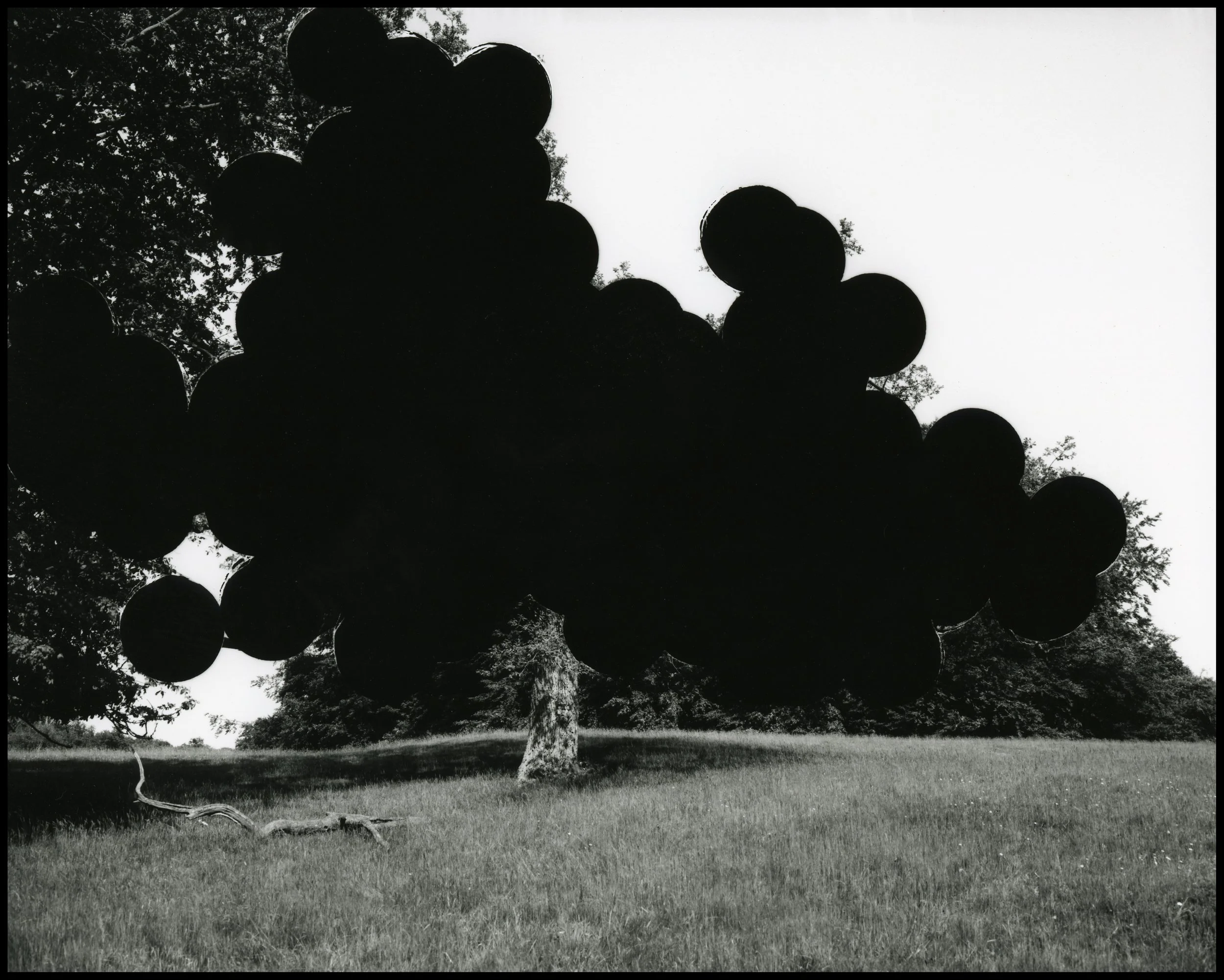 'Draw me a tree…’, black and white photograph from hole-punched negative, 85 x 107 cm, 2006