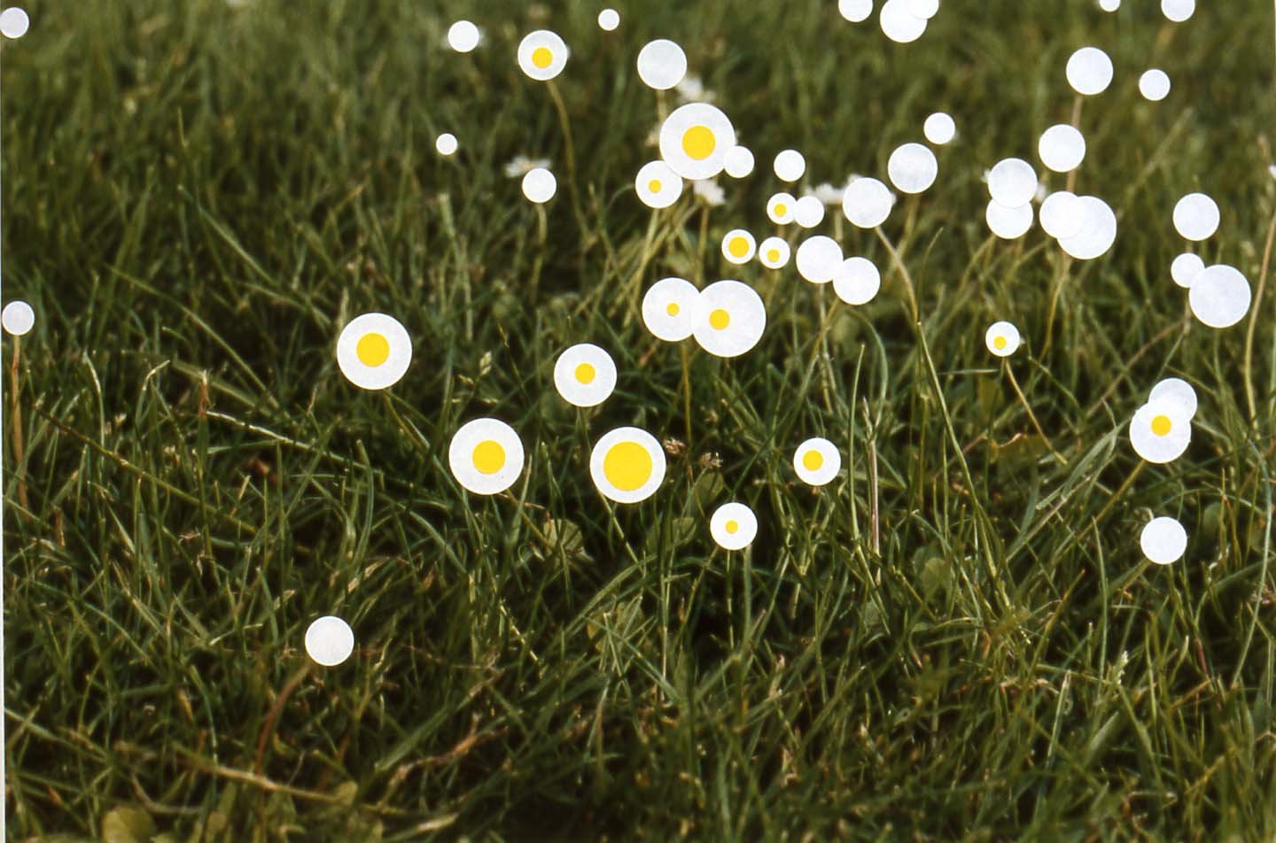 'Daisy, Daisy’, colour photograph and stickers, 34 x 51 cm, 2004
