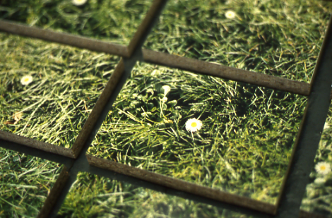 Daisy Daisy, colour photographs mounted on chip board,  175 x 200 cm, 2001 