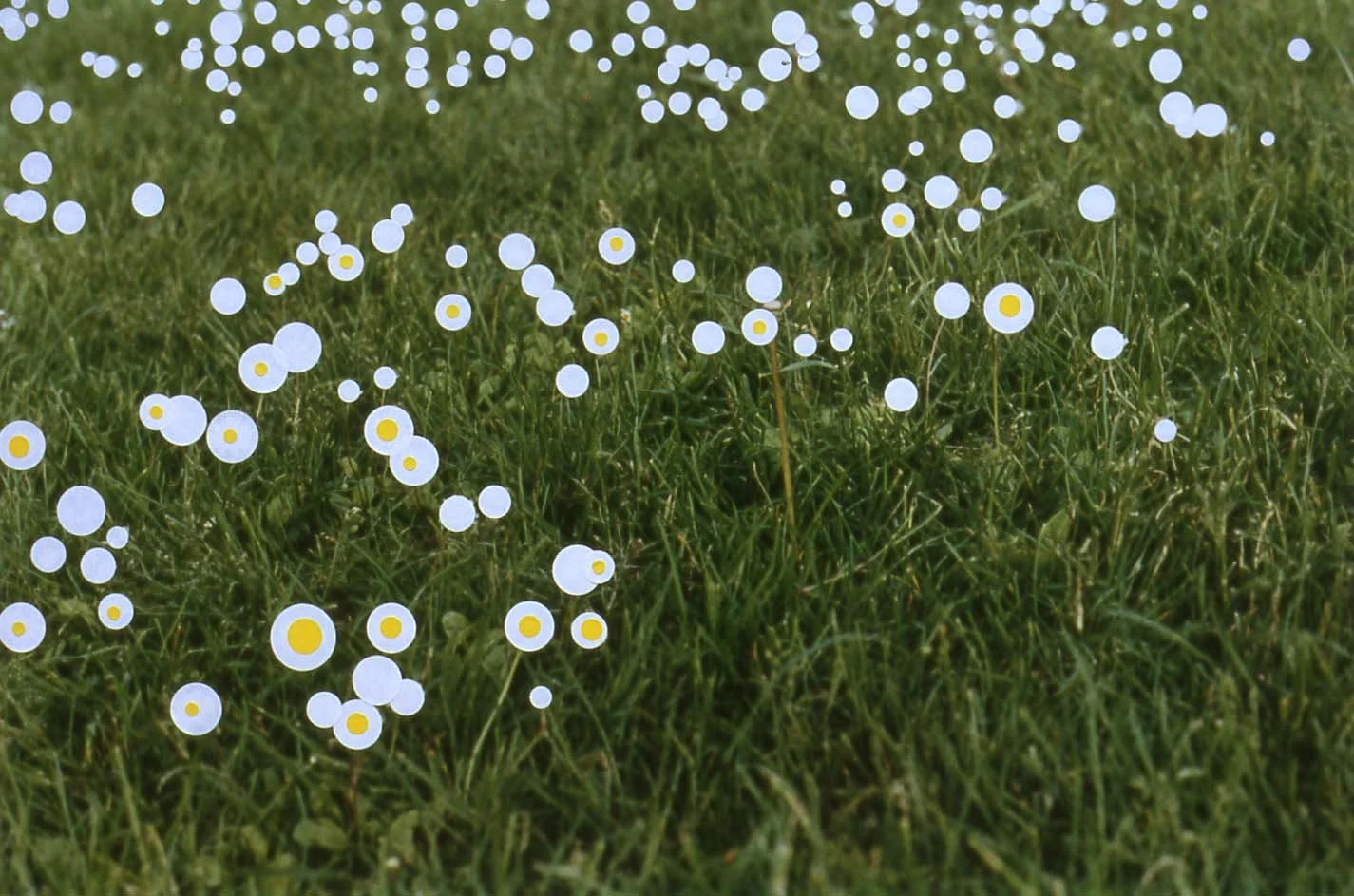 'Daisy, Daisy’, colour photograph and stickers, 34 x 51 cm, 2004