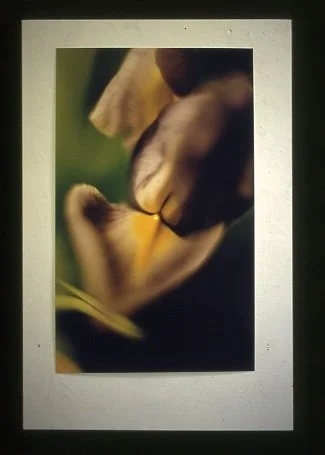 ’Spotted’, colour photograph with adhesive label, 1997
