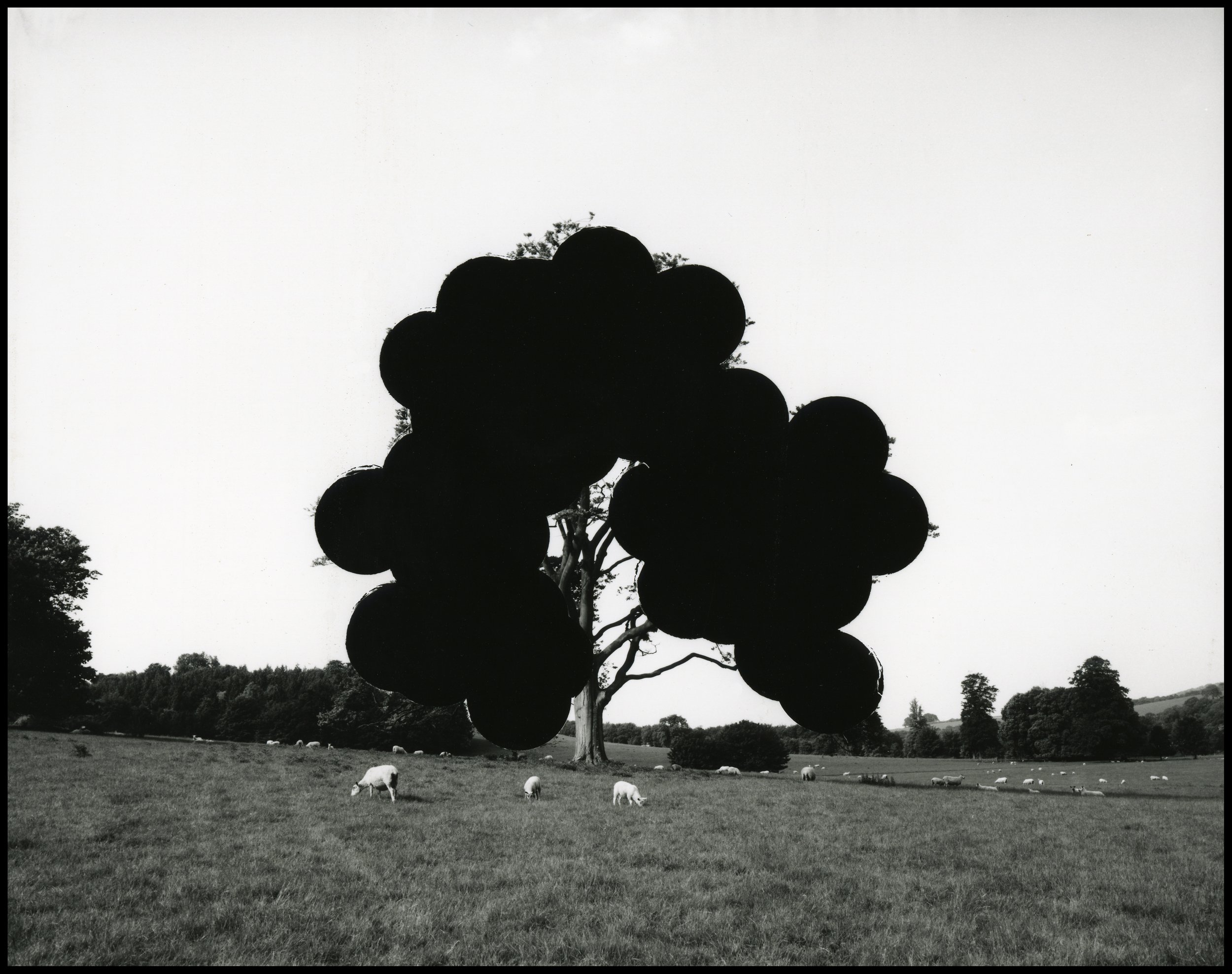 'Draw me a tree…’, black and white photograph from hole-punched negative, 107 x 85 cm, 2006