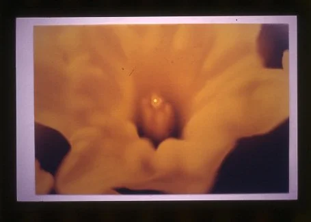 ’Spotted’, colour photograph with adhesive label, 1997