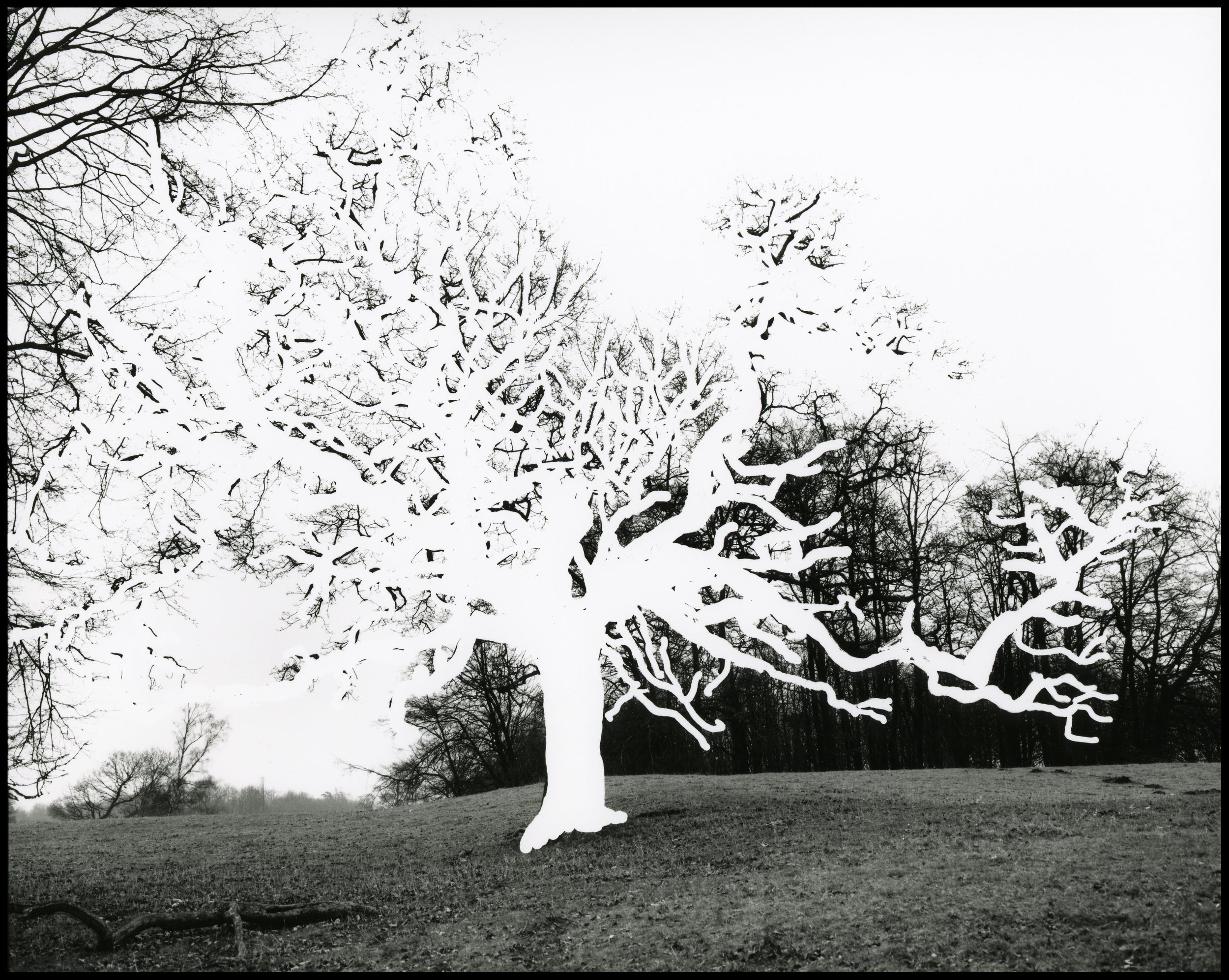 'Draw me a tree…’, black and white photograph from inked negative, 107 x 85 cm, 2006