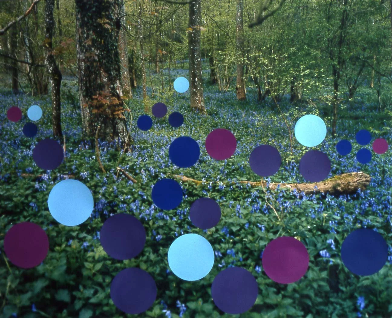 'Blue Bell Wood’, colour photograph and gum paper, 100 x 152 cm, 2004