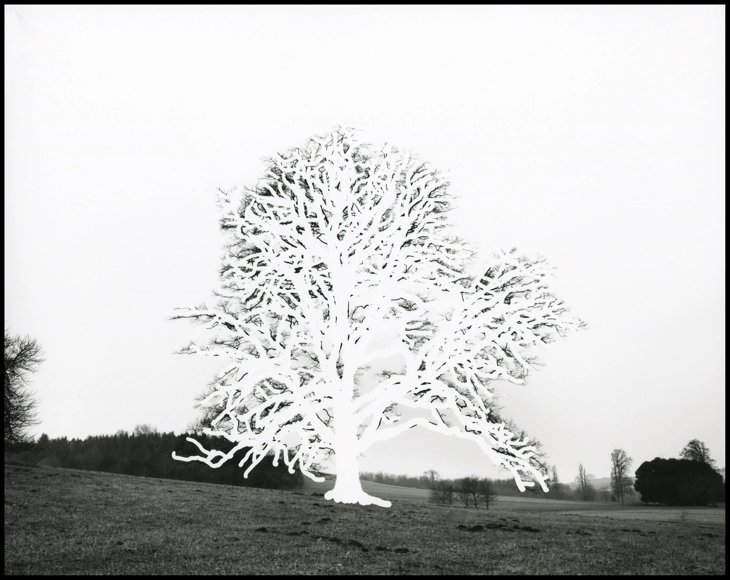 'Draw me a tree…’, black and white photograph from inked negative, 107 x 85 cm, 2006