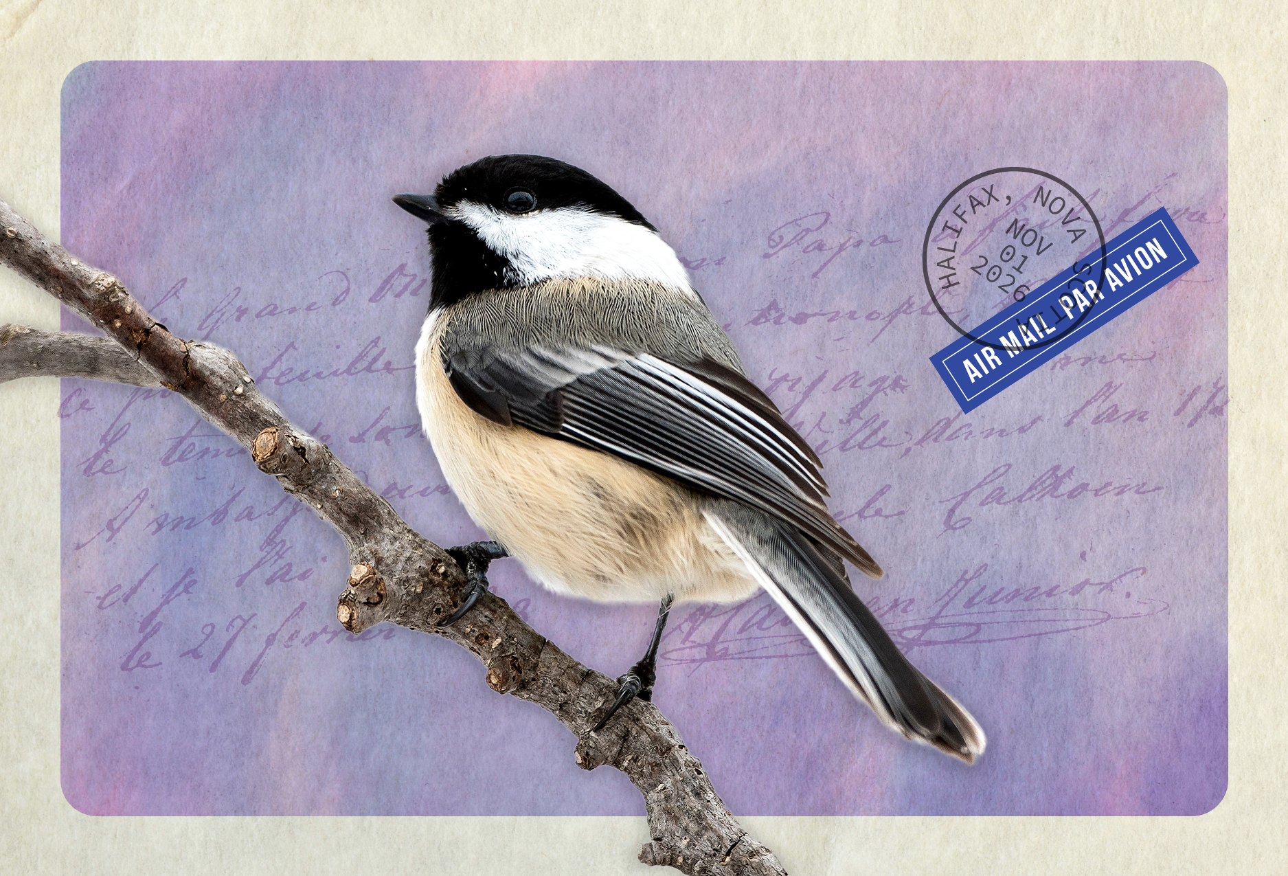Chickadee postcard