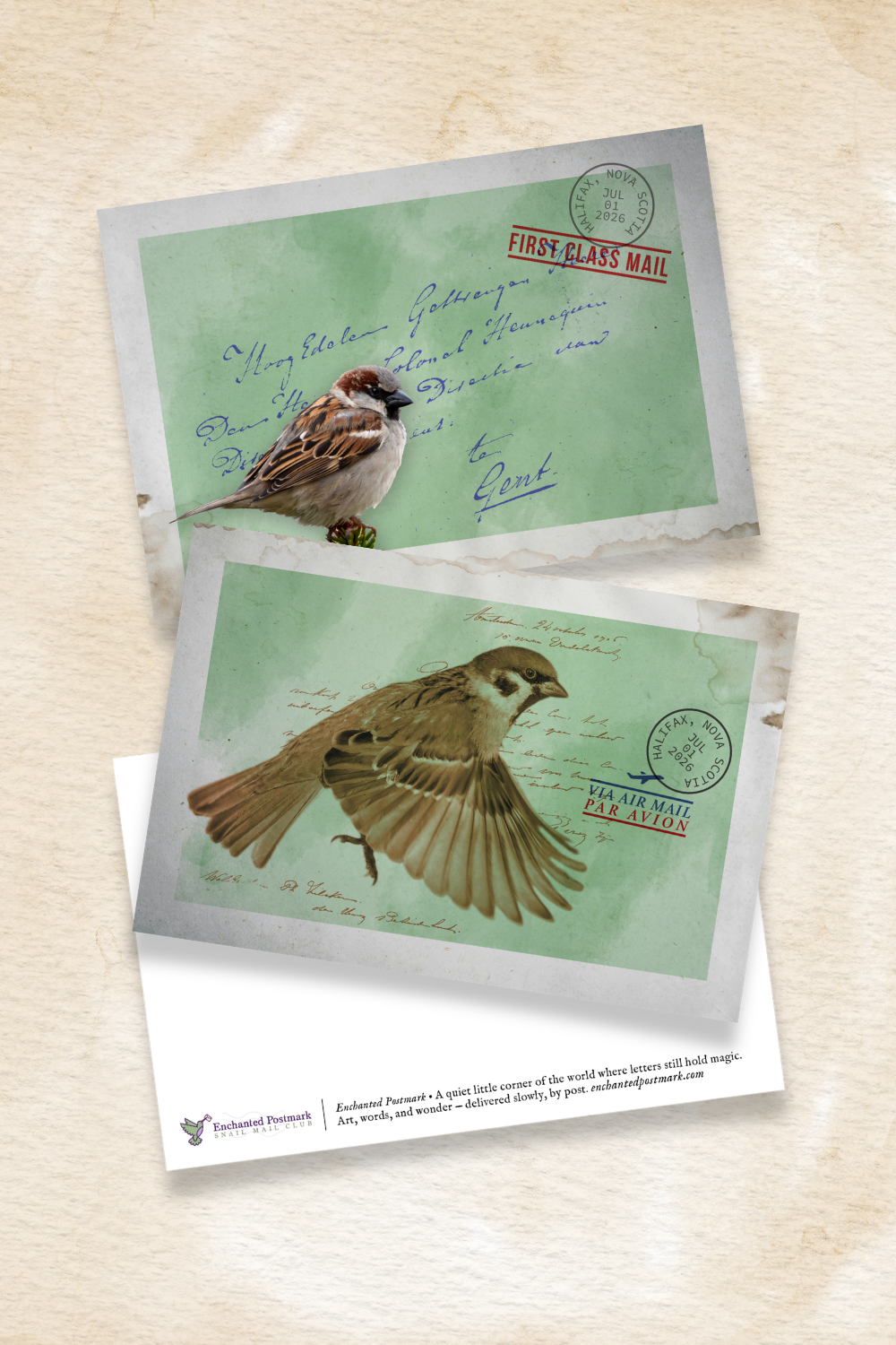 July House Sparrow Postcard Collection: The Beauty of Everyday Wonder
