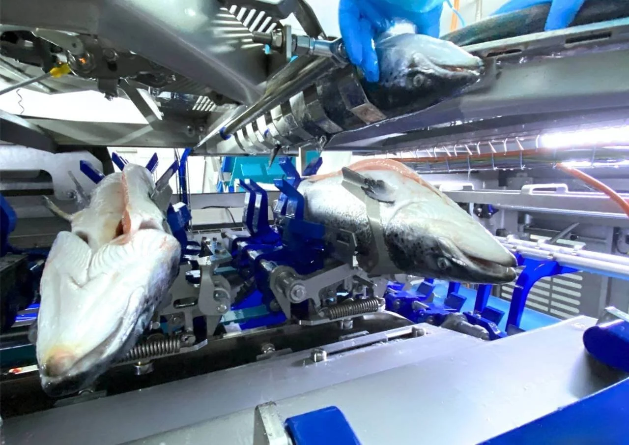 Automated salmon filleting system with head removal process in a high-tech processing facility