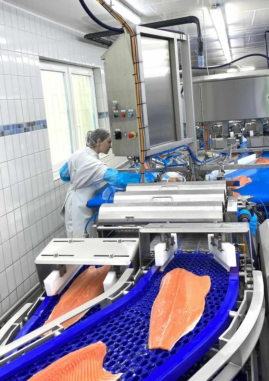 Salmon fillets on a processing conveyor line in an advanced salmon processing facility