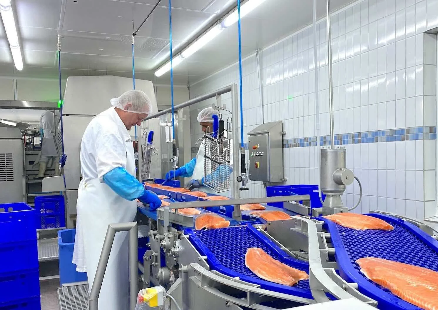 Automated salmon processing line with fillets on a conveyor system in a modern processing facility