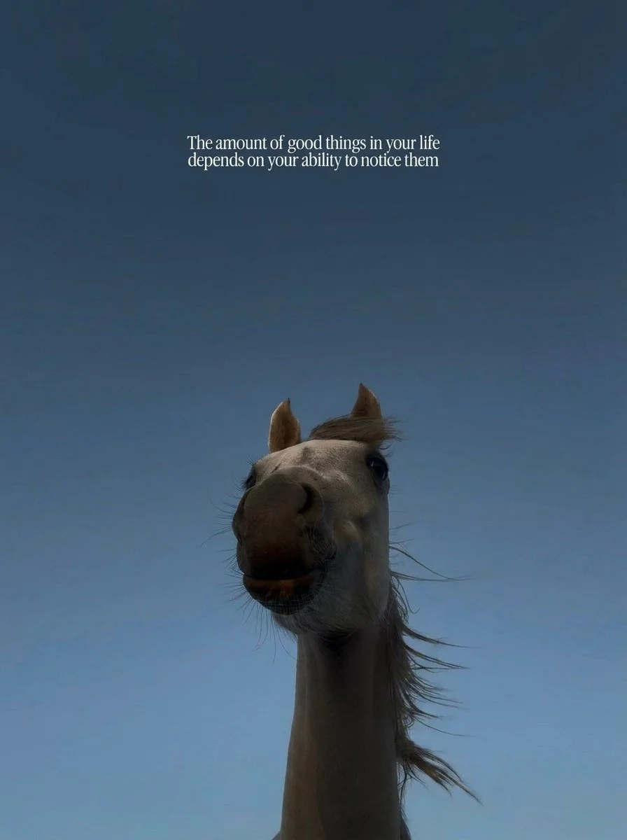 A horse with an expressive face against a blue sky, with text that reads: "The amount of good things in your life depends on your ability to notice them."