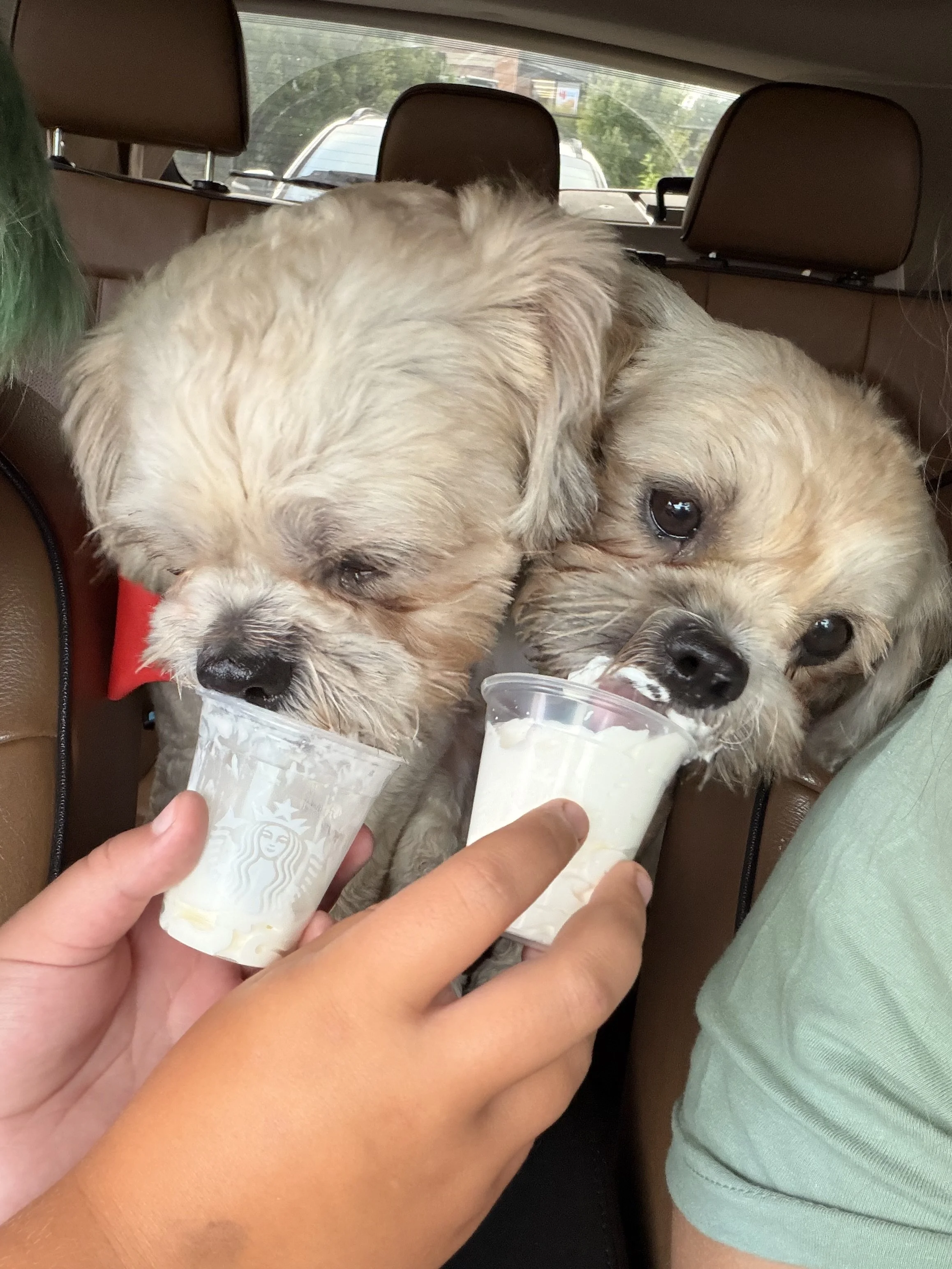 Name: Bonnie & Clyde
Mixed Shih Tzu 
Bonded Male and Female Pair 
Age: 2 Years
Pending Spay/Neuter for Sept
Adoption Fee: $500 (For both) 
Available for for Pre-Adoption
MUST GO TOGETHER