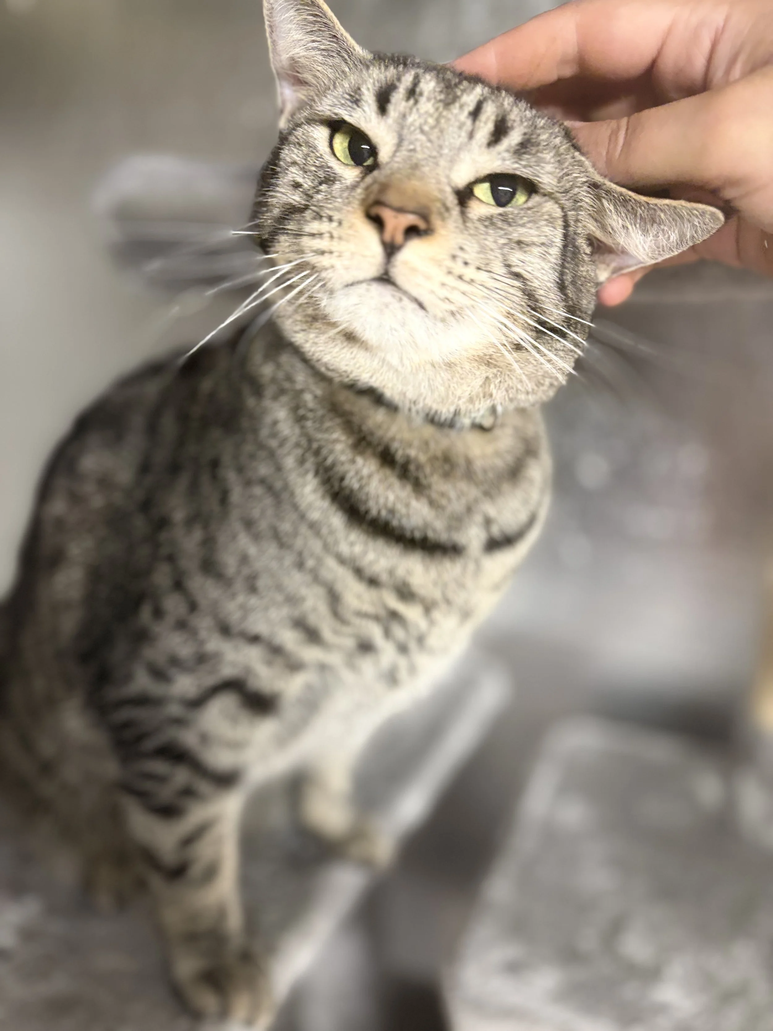 Name: Garden
Domestic Short Hair Tabby
Male
Age: 5, Adult 
Spay/Neutered: Yes 
Adoptable: Yes 
Adoption fee: $50