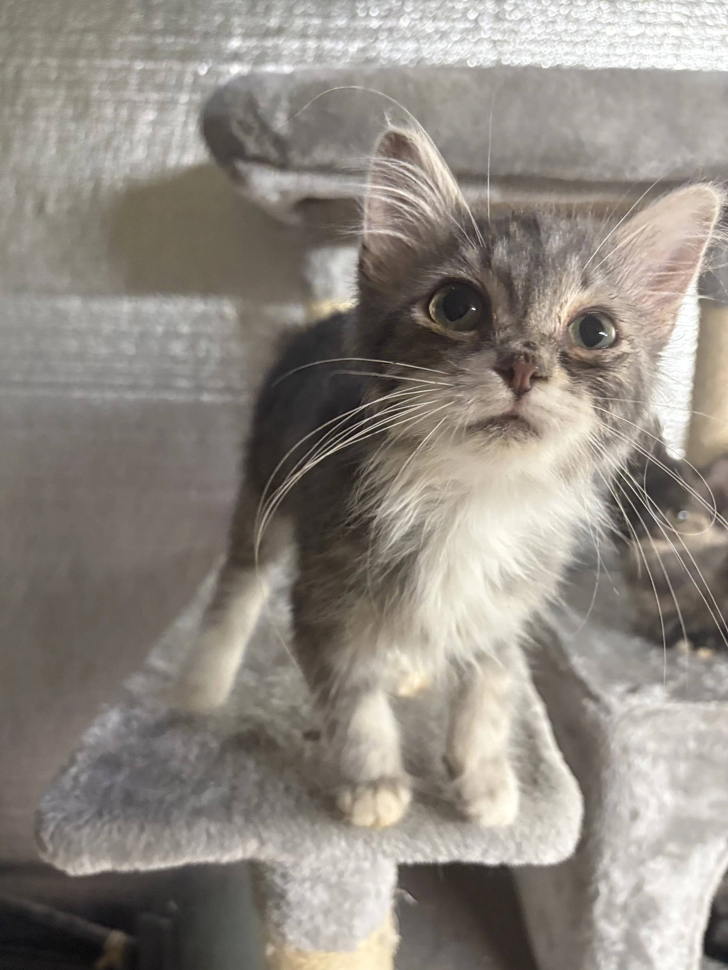 Name: CATniss Everdeen
Domestic Short Hair, Grey Tabby
Female
Age: Under 6 months (roughly 3-4 months) 
Spayed
Adoption Fee: $100
Available for Adoption