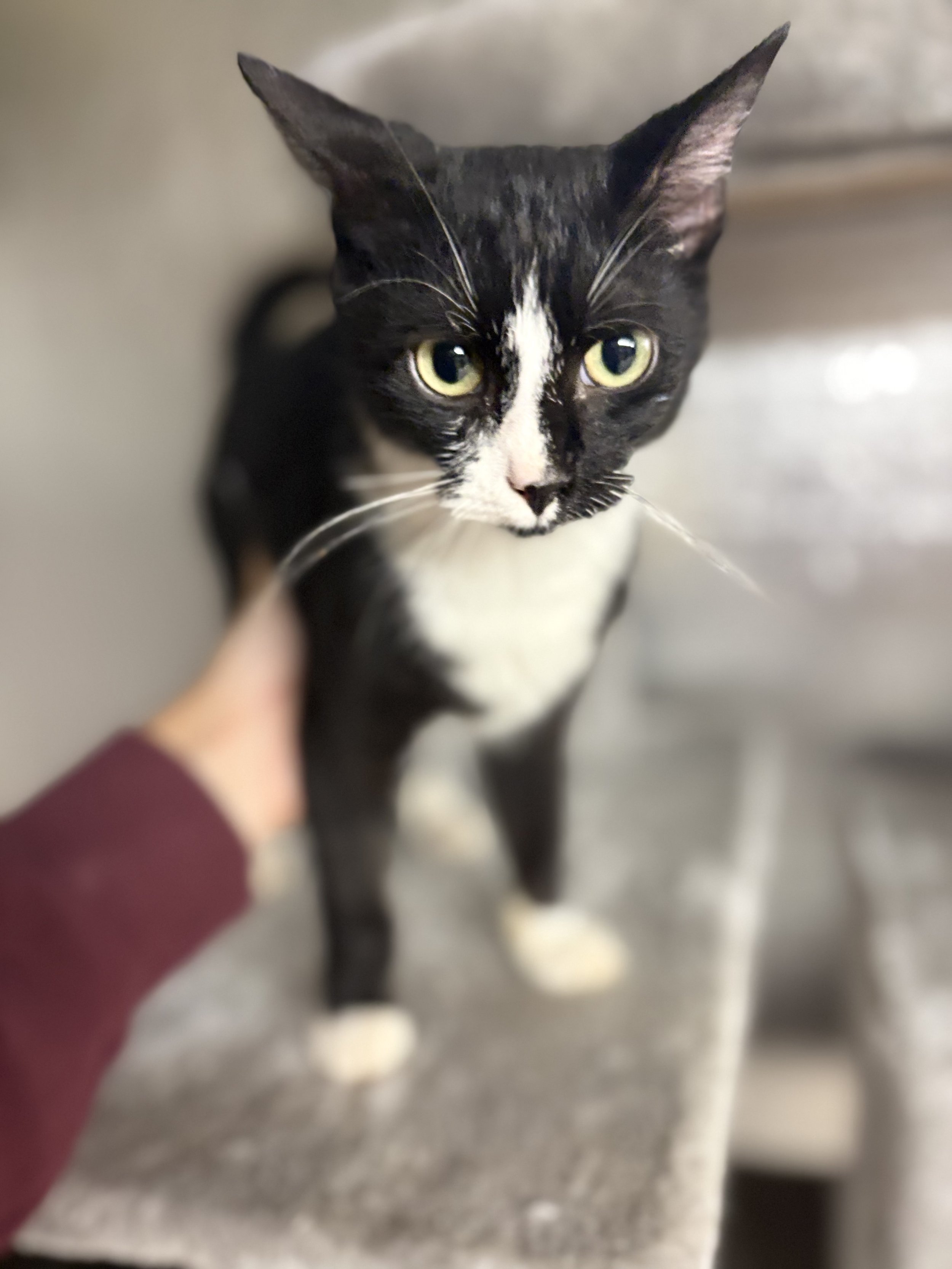 Name: Max
Domestic Short Hair, Black and White
Male
Age: Under 6 months (roughly 3-4 months) 
Neutered
Adoption Fee: $100
Available for Adoption