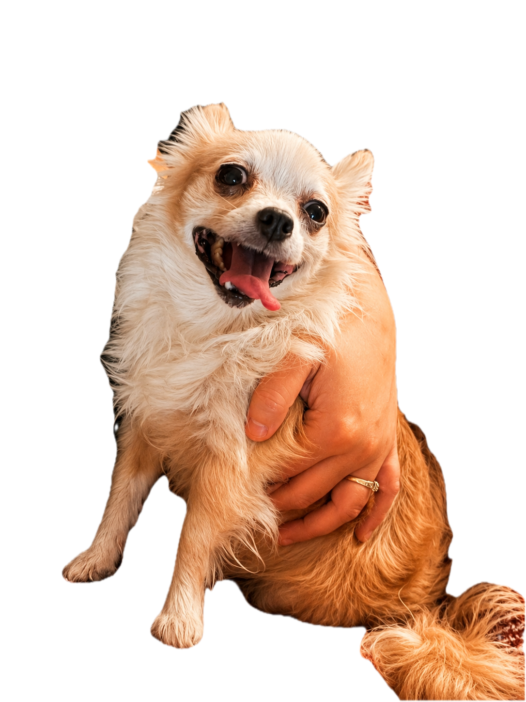 Name: Callie 
Breed: PomChi 
Age: Senior (roughly 15) 
Female, Spayed 
Available for Adoption 
Adoption Fee: $250 