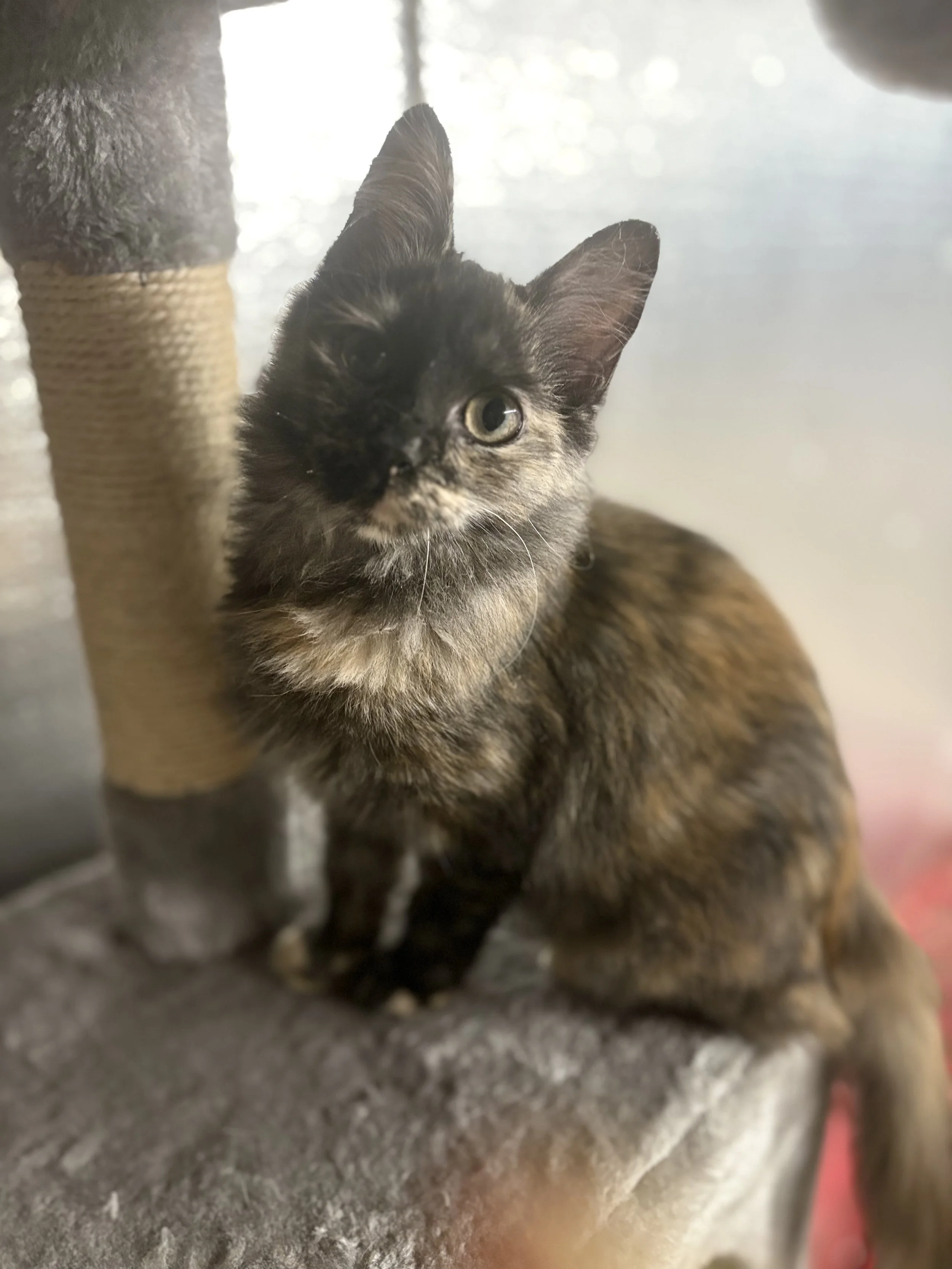Name: Bubbles
Domestic Shorthair, Calico 
Female
Age: Under 6 months (roughly 3-4 months) 
Spayed
Adoption Fee: $100
Available for Adoption
